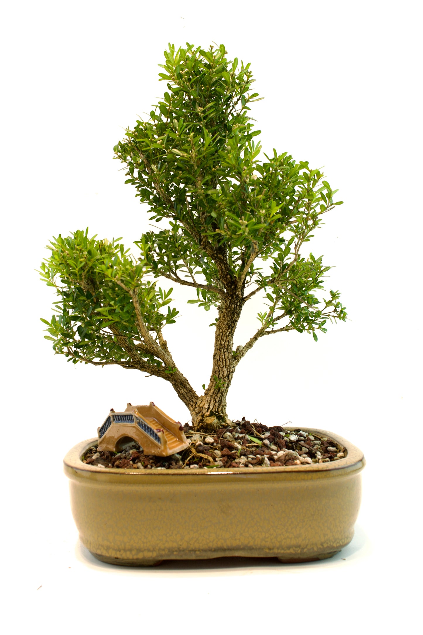 Taiwan Boxwood Bonsai Ceramic 10" Pot - One of a Kind Bonsai