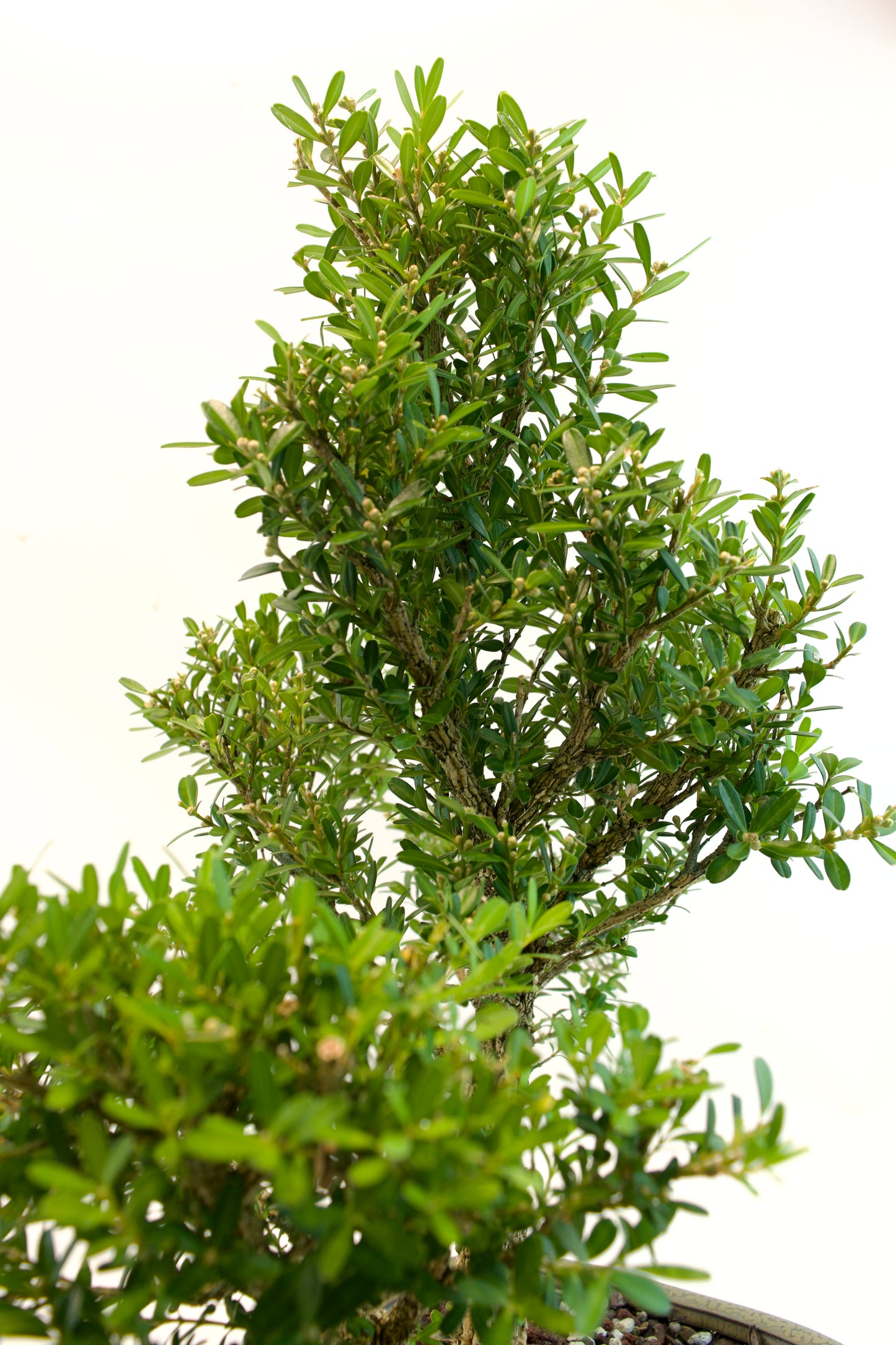 Taiwan Boxwood Bonsai Ceramic 10" Pot - One of a Kind Bonsai