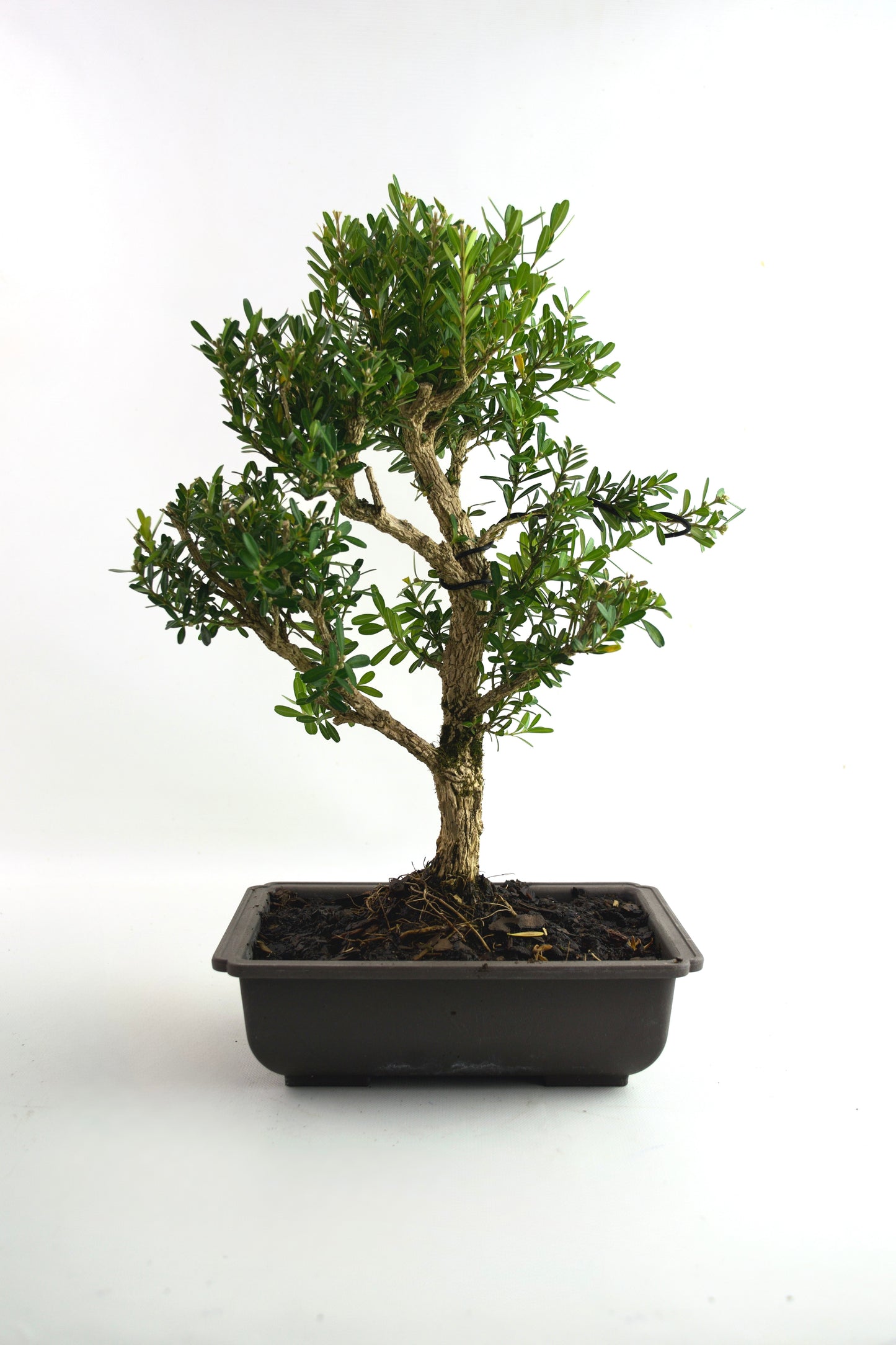 Taiwan Boxwood Bonsai 8" Training Pot - One of a Kind Bonsai