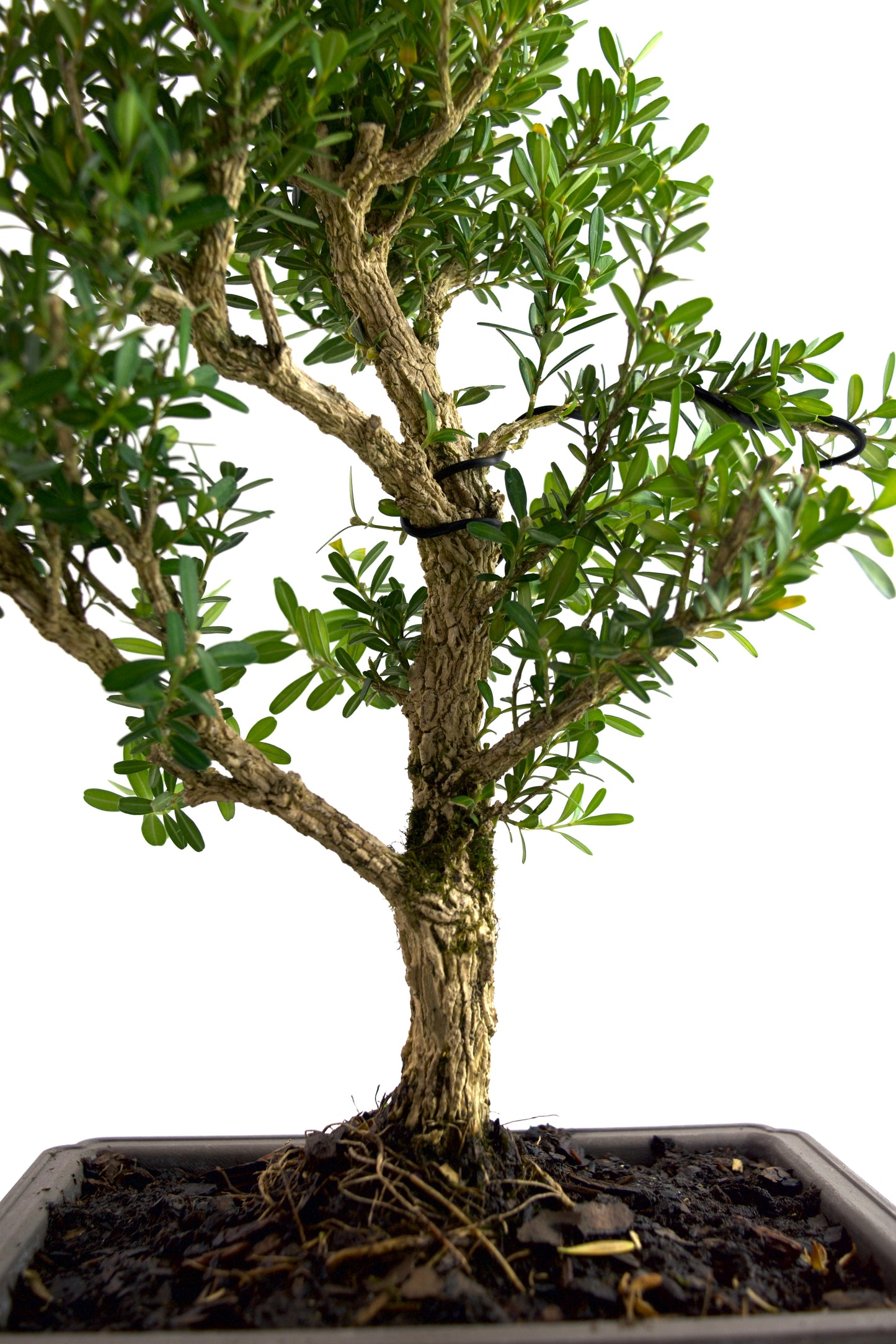 Taiwan Boxwood Bonsai 8" Training Pot - One of a Kind Bonsai