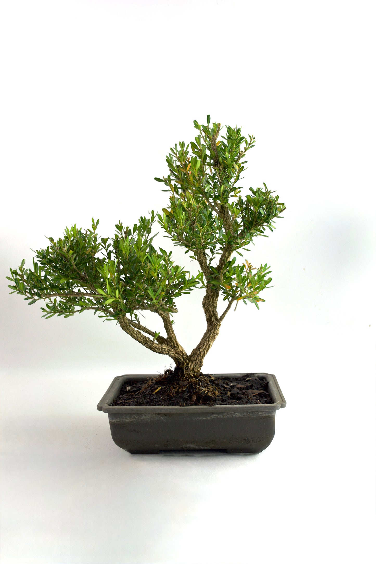 Taiwan Boxwood Bonsai 8" Training Pot - One of a Kind Bonsai