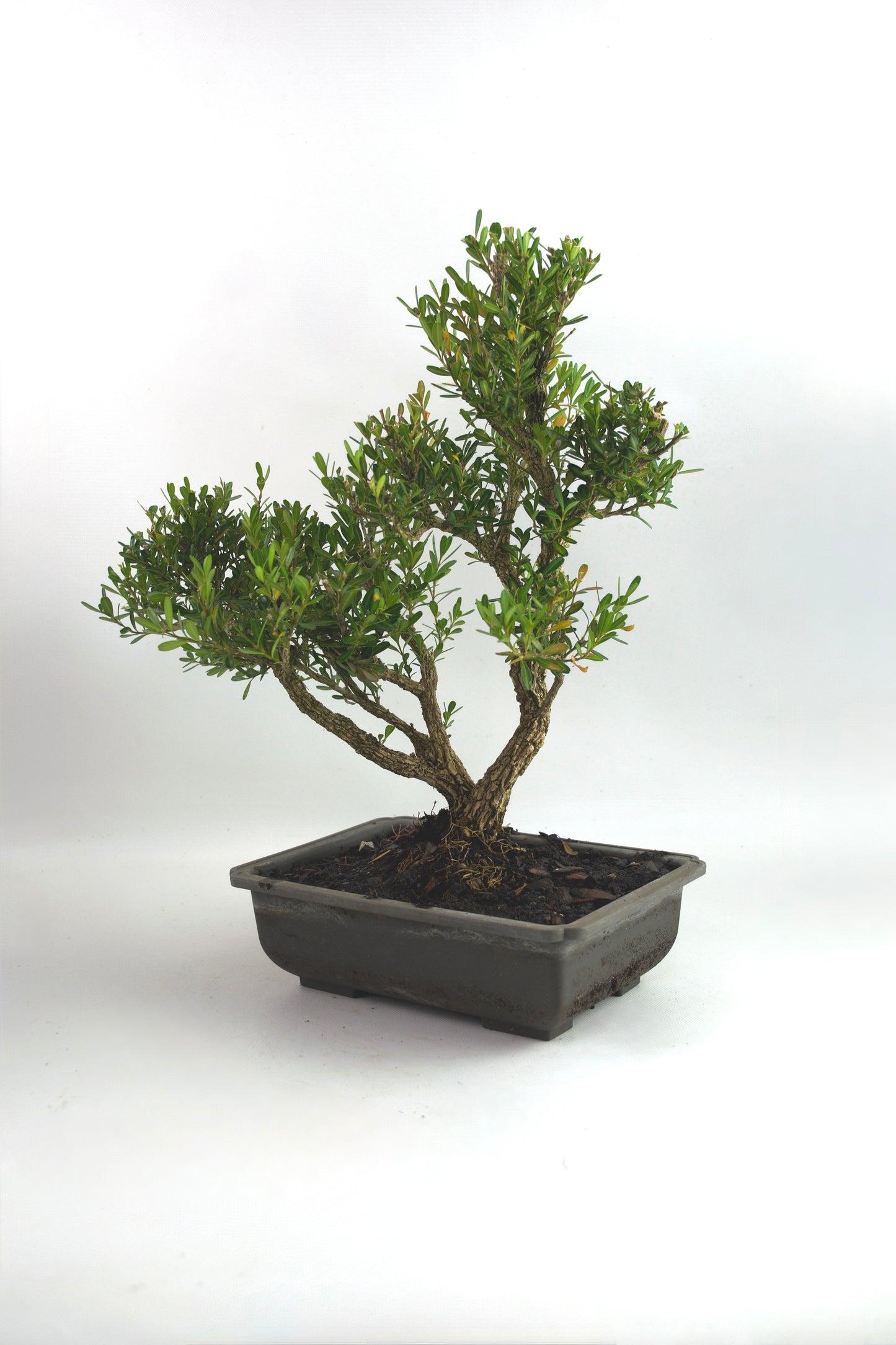 Taiwan Boxwood Bonsai 8" Training Pot - One of a Kind Bonsai