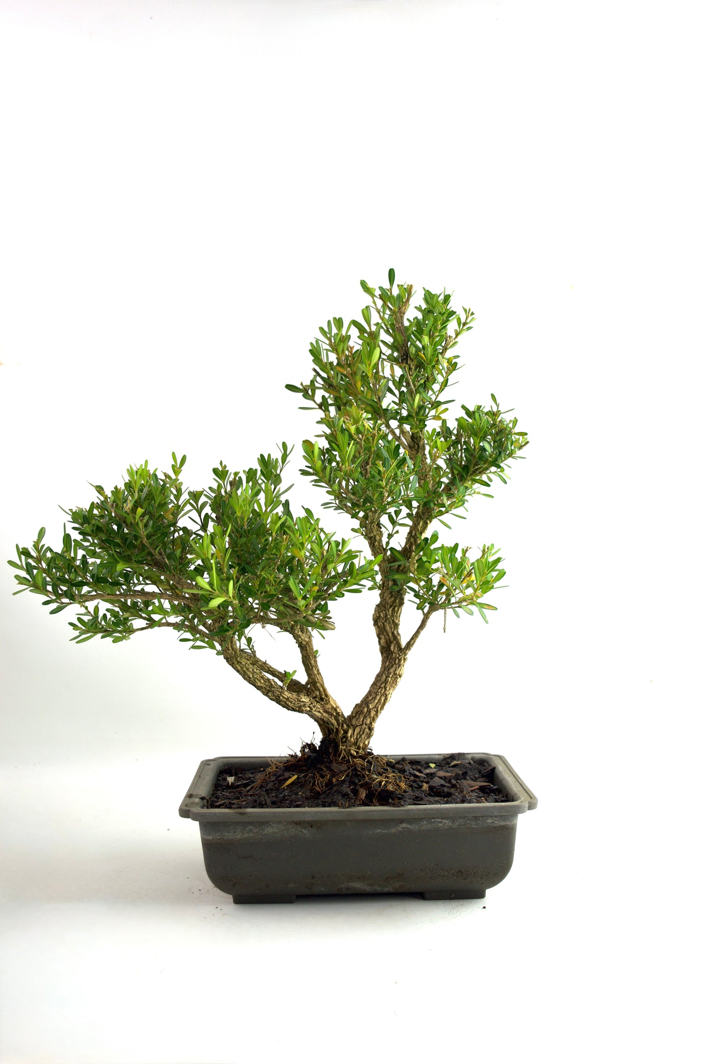 Taiwan Boxwood Bonsai 8" Training Pot - One of a Kind Bonsai