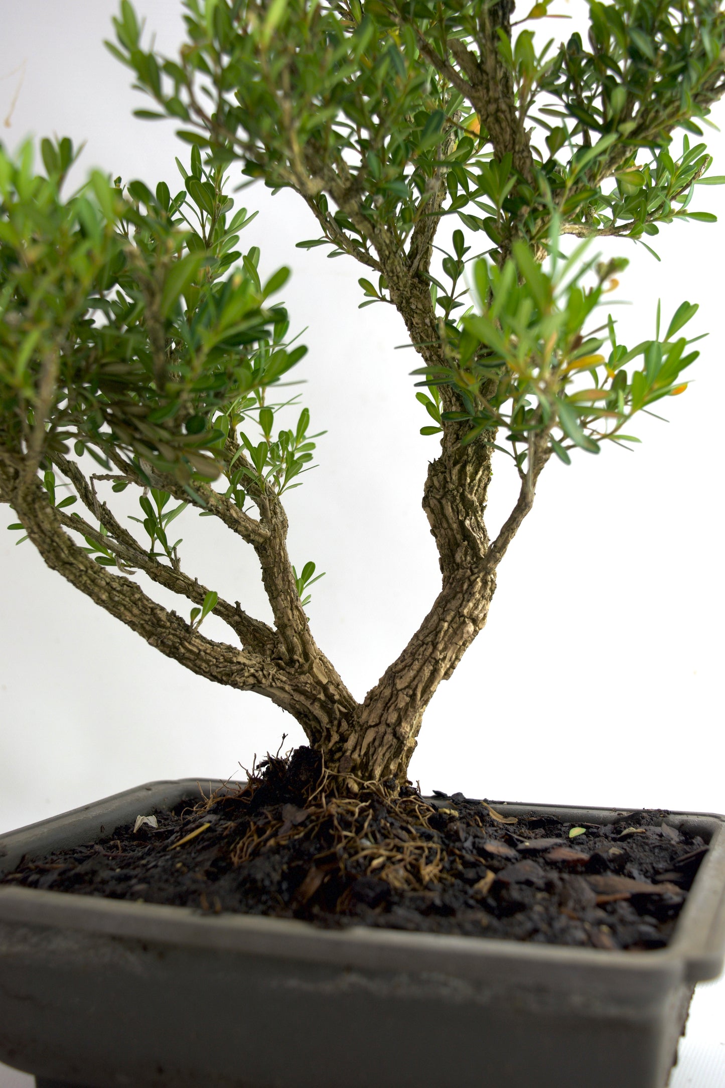 Taiwan Boxwood Bonsai 8" Training Pot - One of a Kind Bonsai