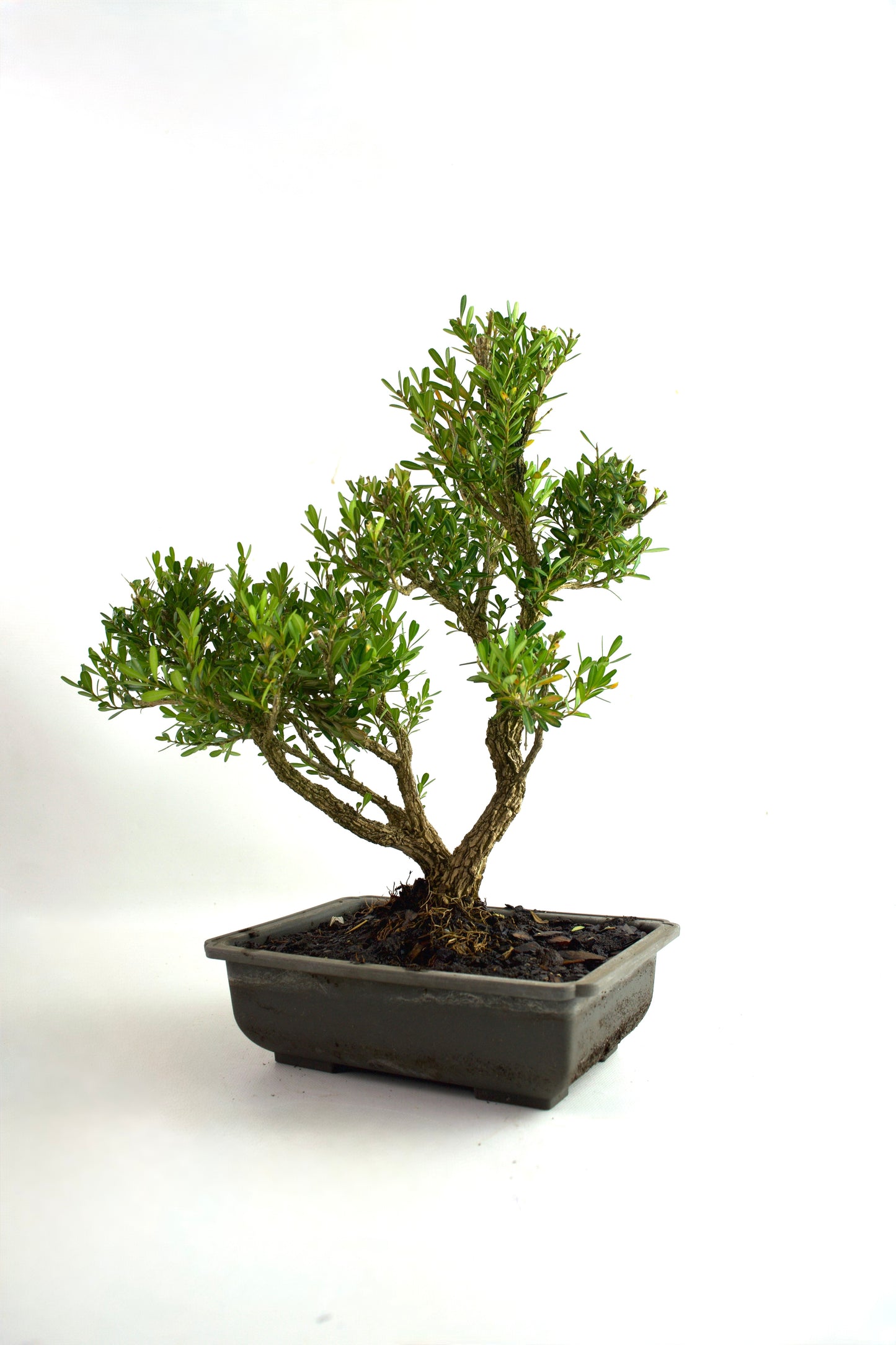 Taiwan Boxwood Bonsai 8" Training Pot - One of a Kind Bonsai