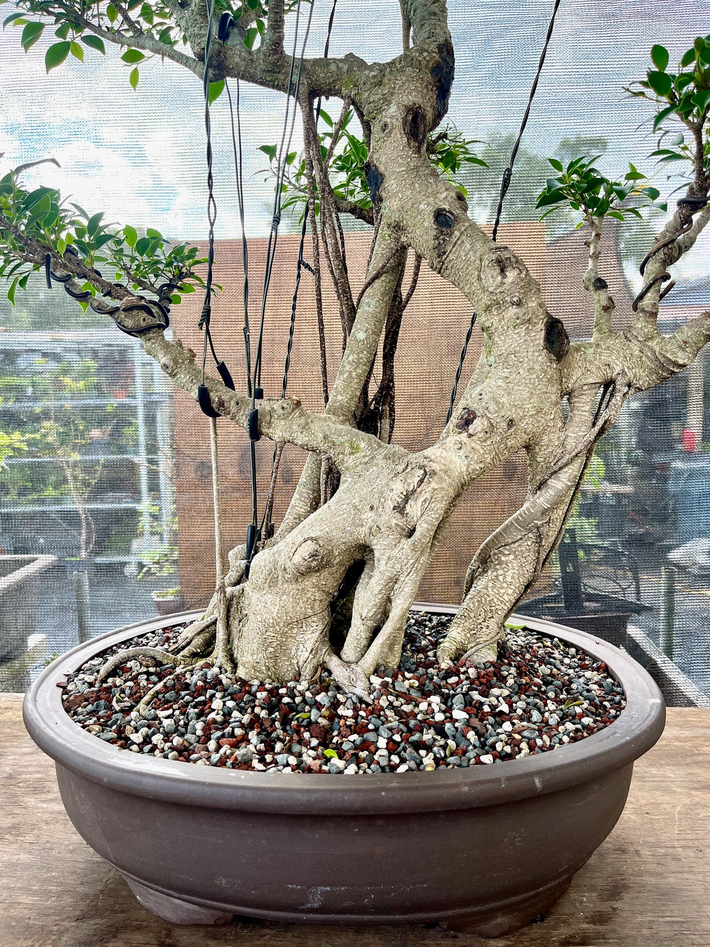Tiger Bark Ficus Bonsai 16 years old