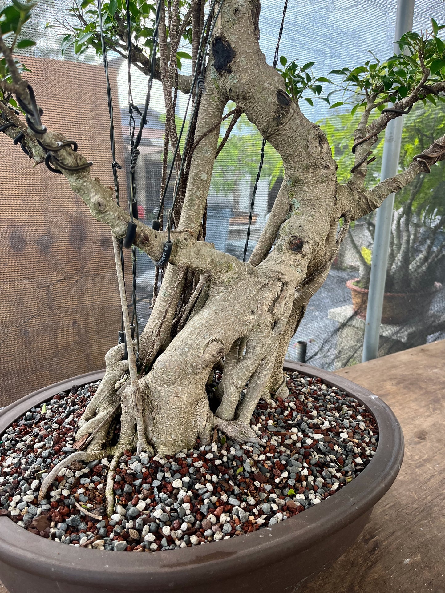 Tiger Bark Ficus Bonsai 16 years old