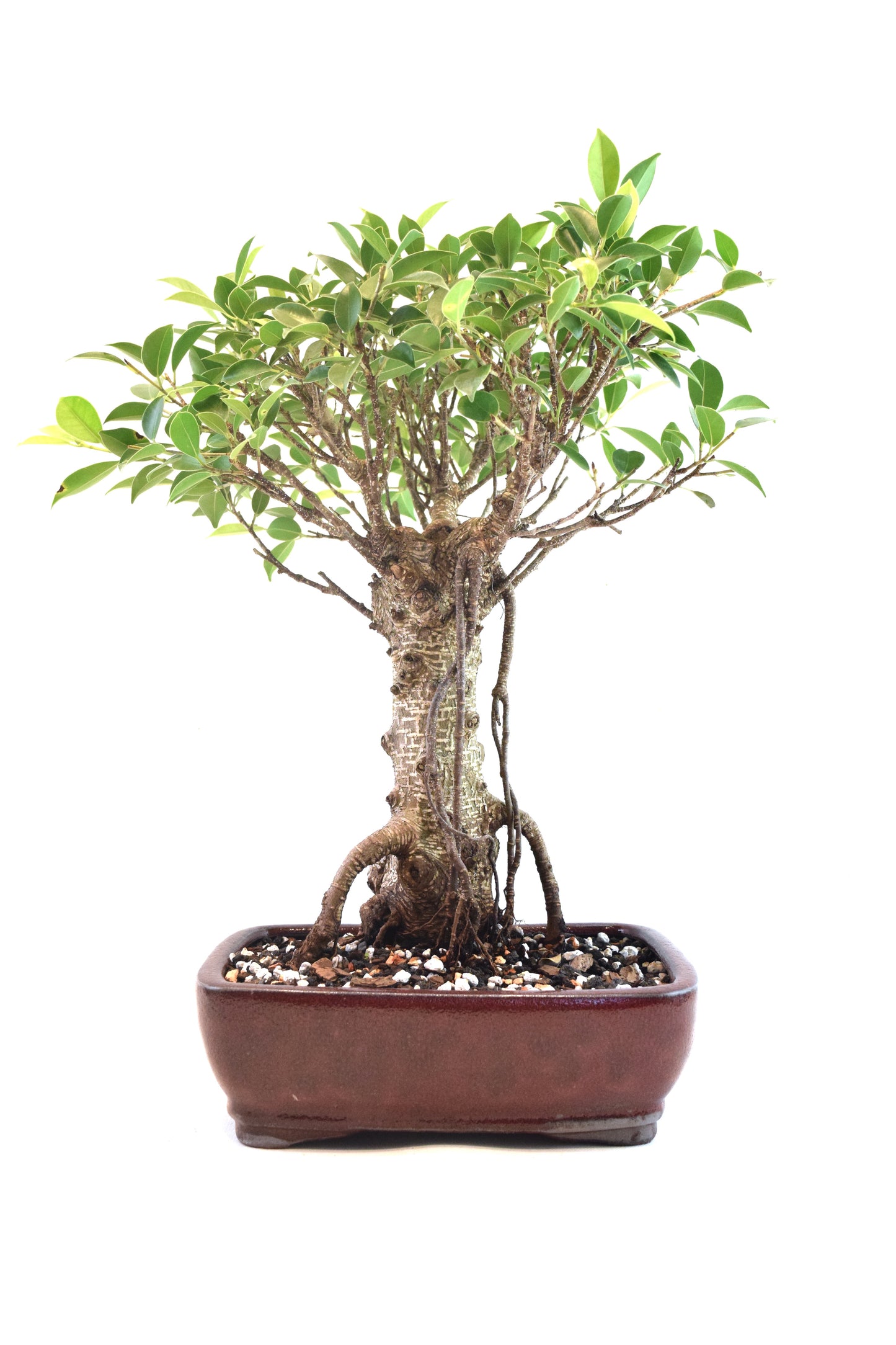 Tiger Bark Ficus Bonsai Ceramic 8" Pot - One of a Kind Bonsai