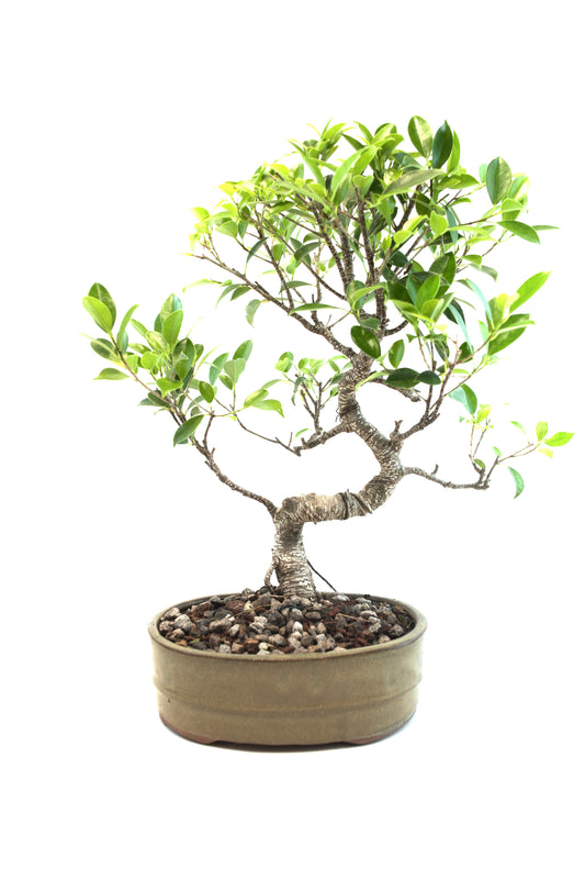 Tiger Bark Ficus Bonsai Ceramic 8" Pot - One of a Kind Bonsai