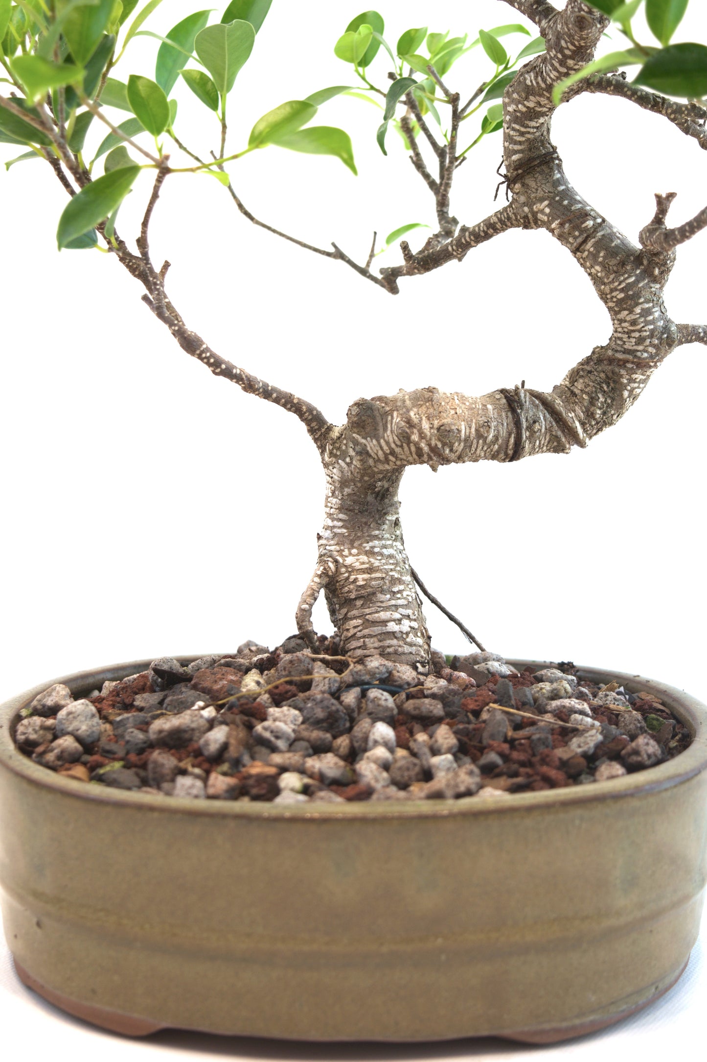 Tiger Bark Ficus Bonsai Ceramic 8" Pot - One of a Kind Bonsai