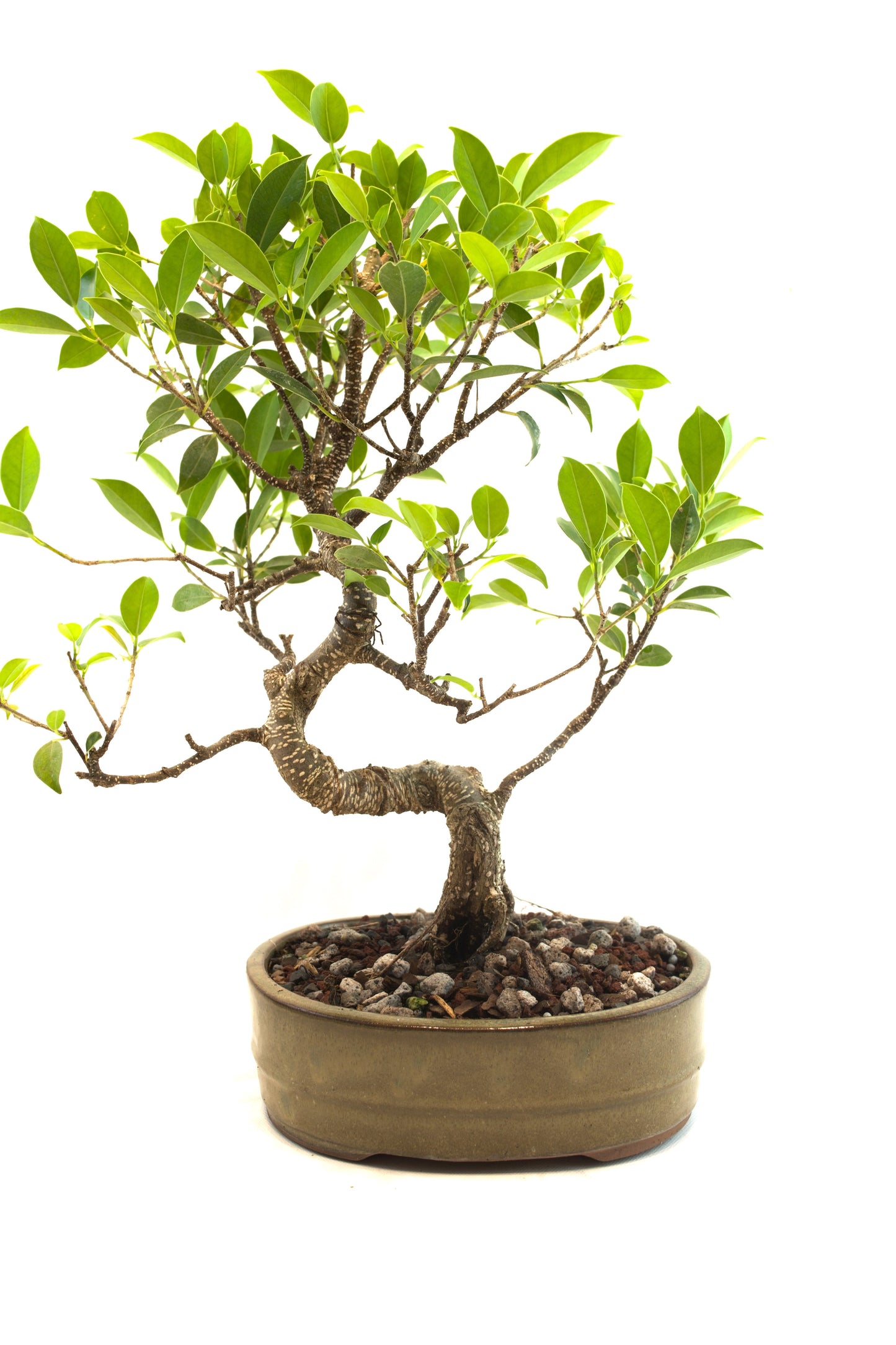 Tiger Bark Ficus Bonsai Ceramic 8" Pot - One of a Kind Bonsai
