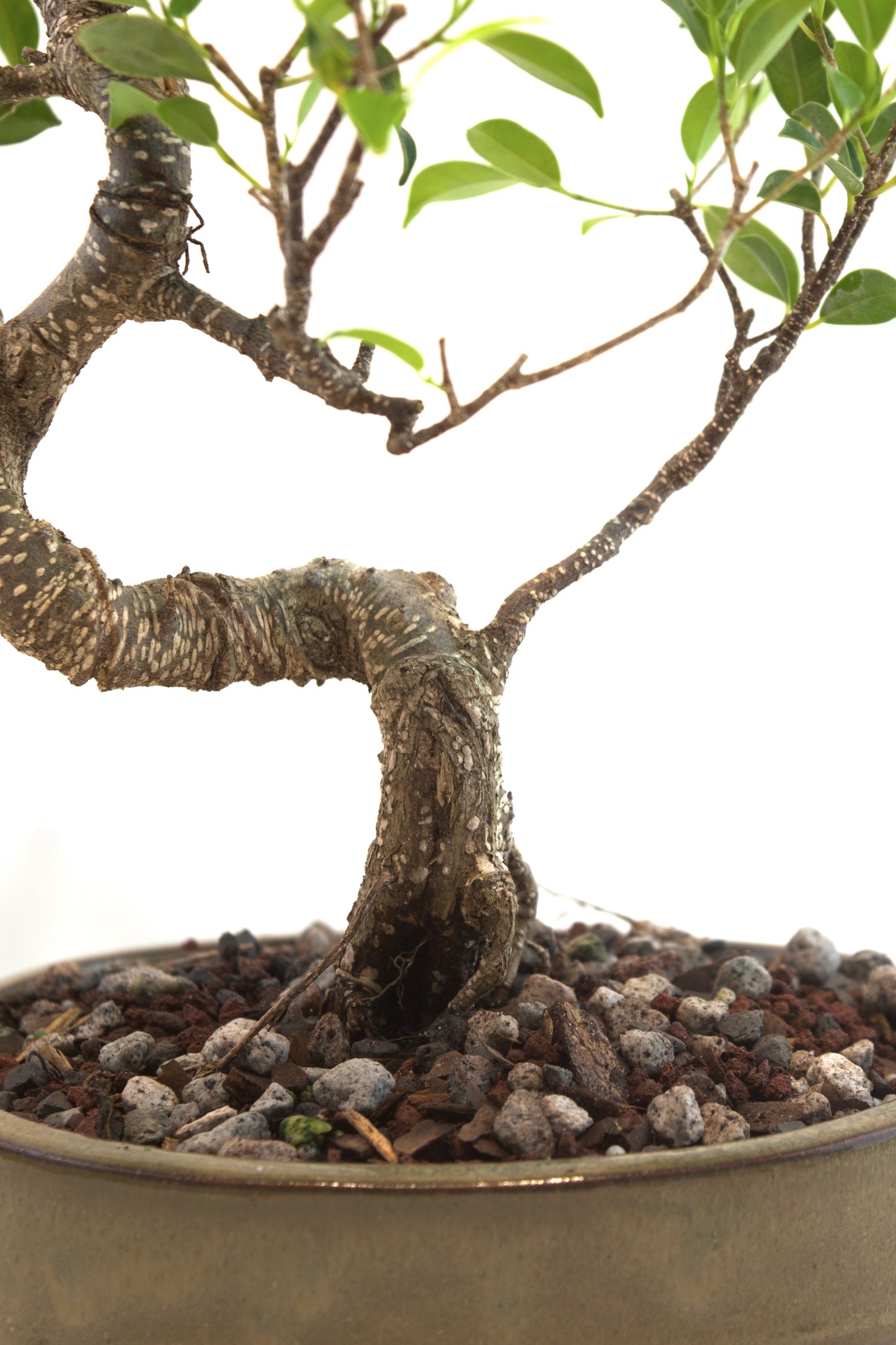 Tiger Bark Ficus Bonsai Ceramic 8" Pot - One of a Kind Bonsai