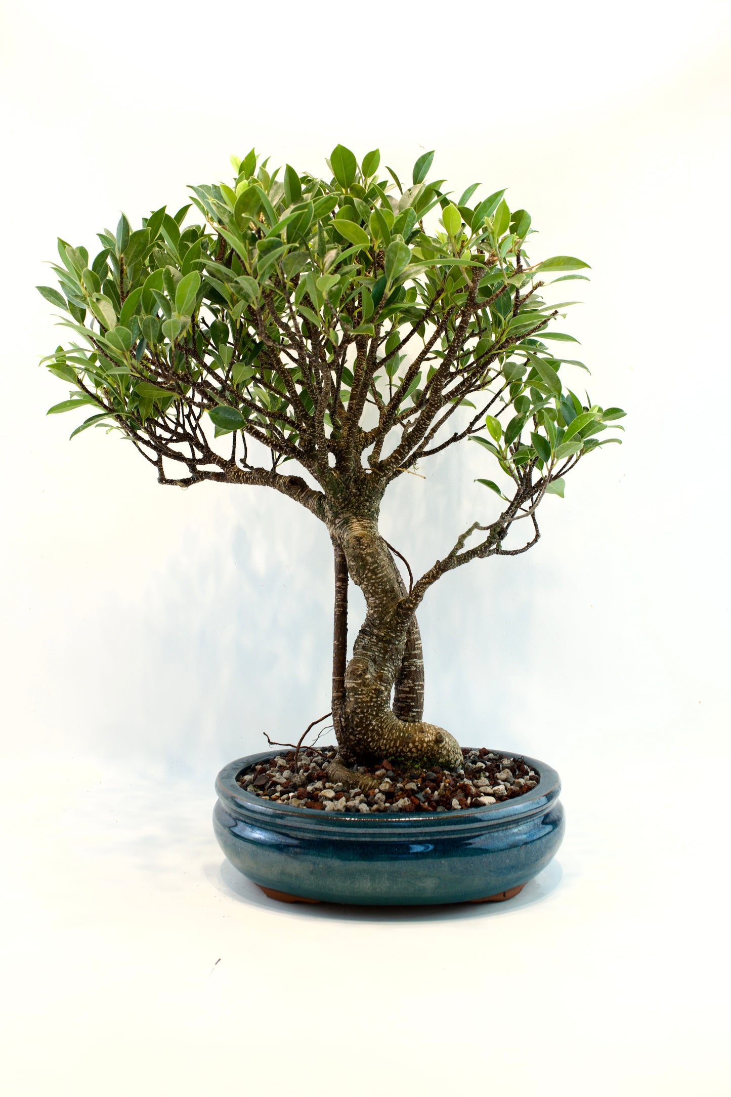 Tiger Bark Ficus 10" Pot - One of a Kind Bonsai