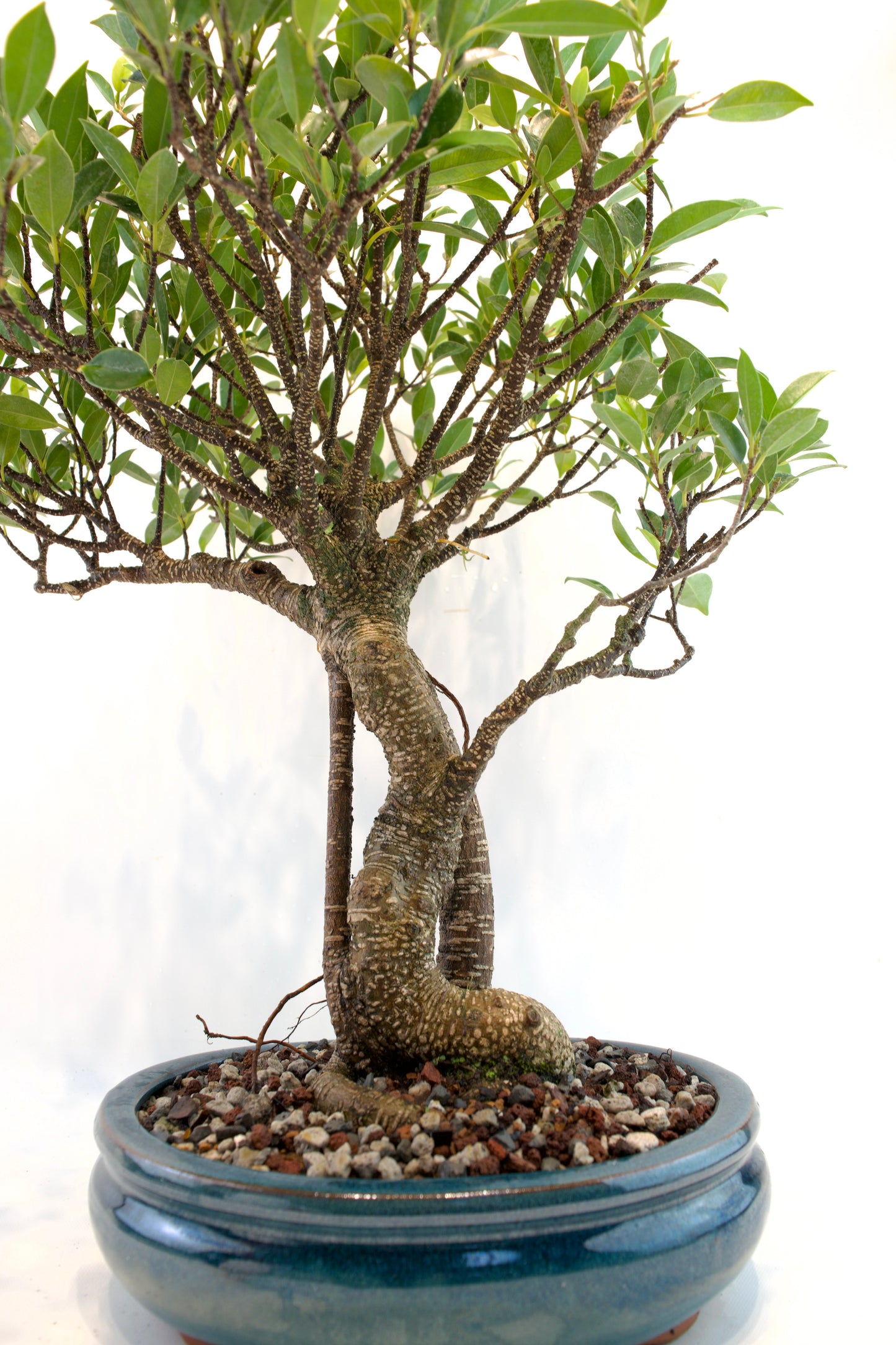 Tiger Bark Ficus 10" Pot - One of a Kind Bonsai