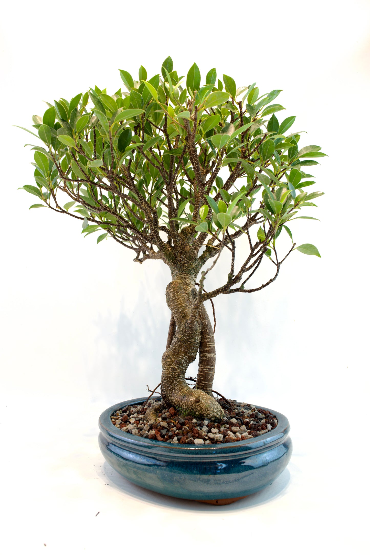 Tiger Bark Ficus 10" Pot - One of a Kind Bonsai