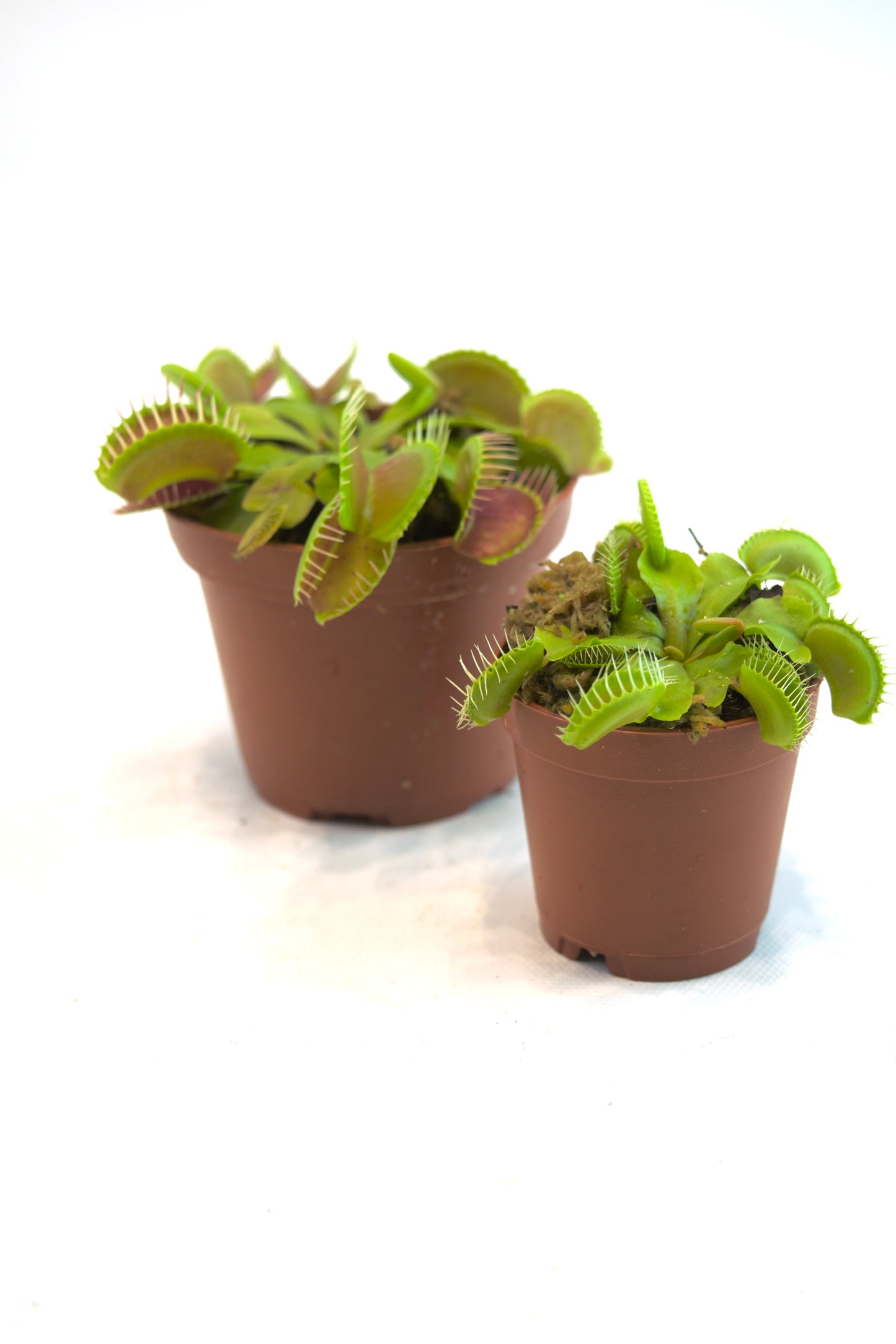 Venus Flytrap in 4" Pot