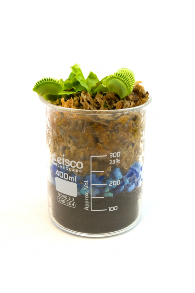 Clear container with soil and plants on a white background
