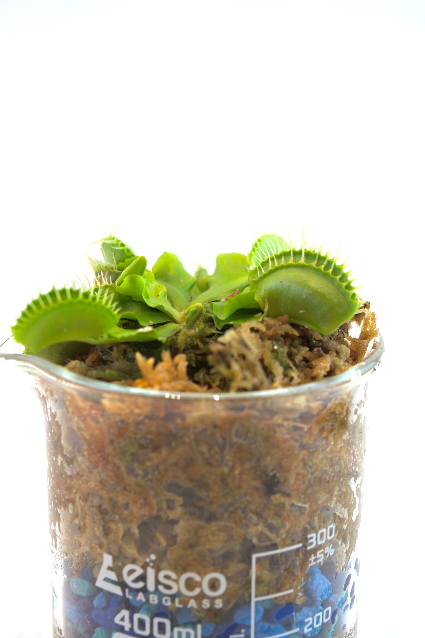 Venus Fly Trap Plant in 400mL Beaker