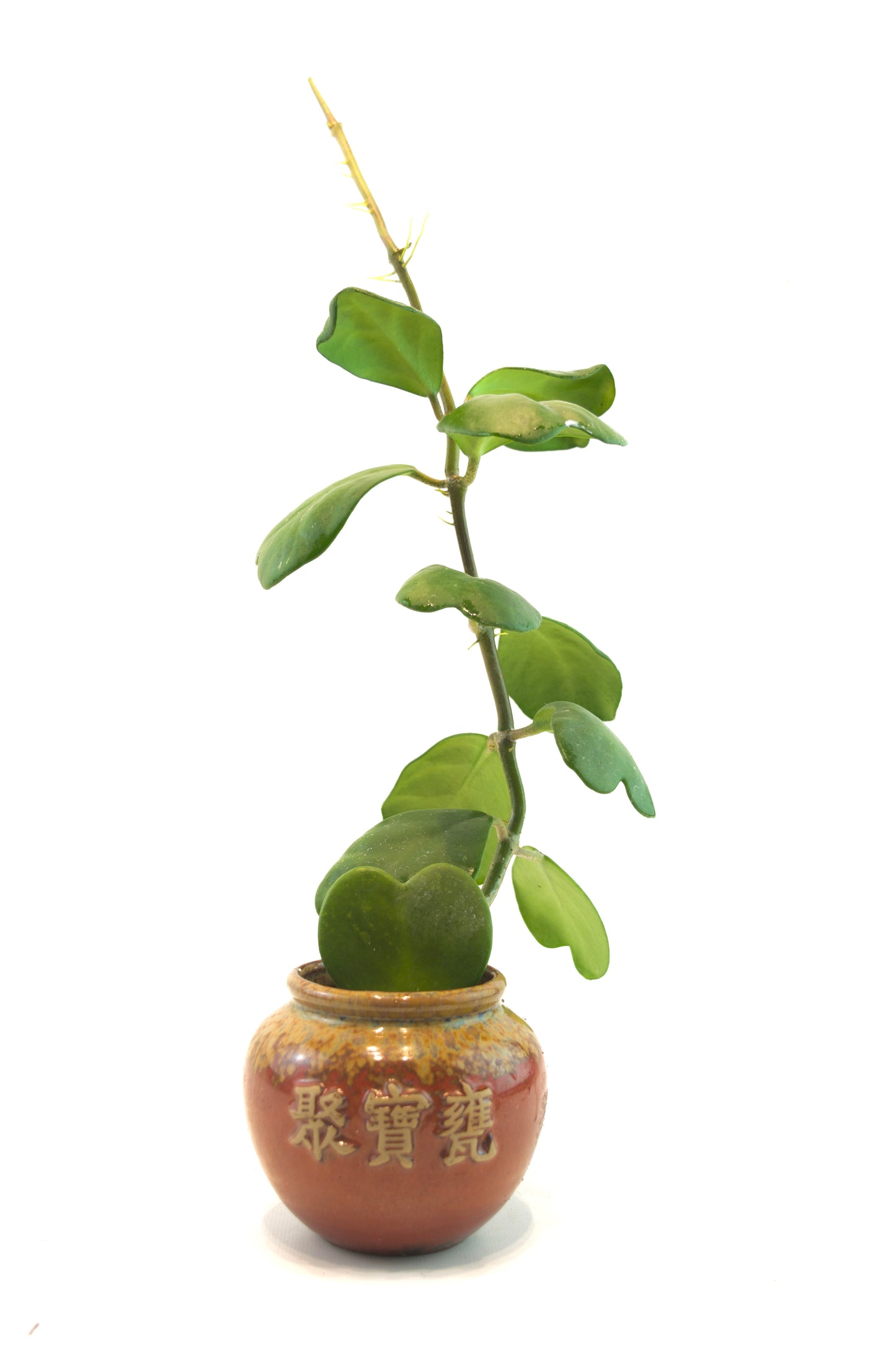 Vined Hoya Heart Kerri Succulent