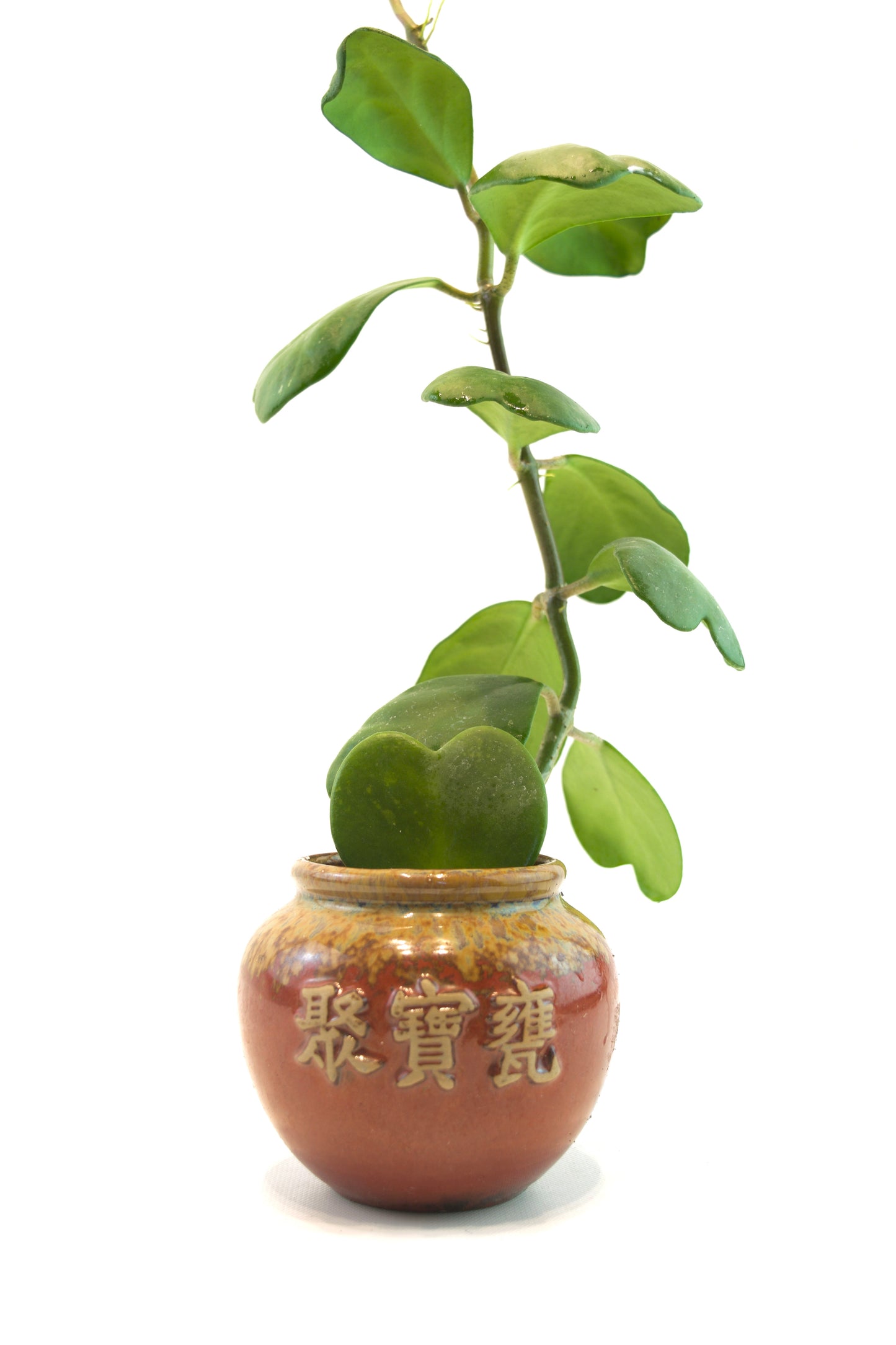 Vined Hoya Heart Kerri Succulent