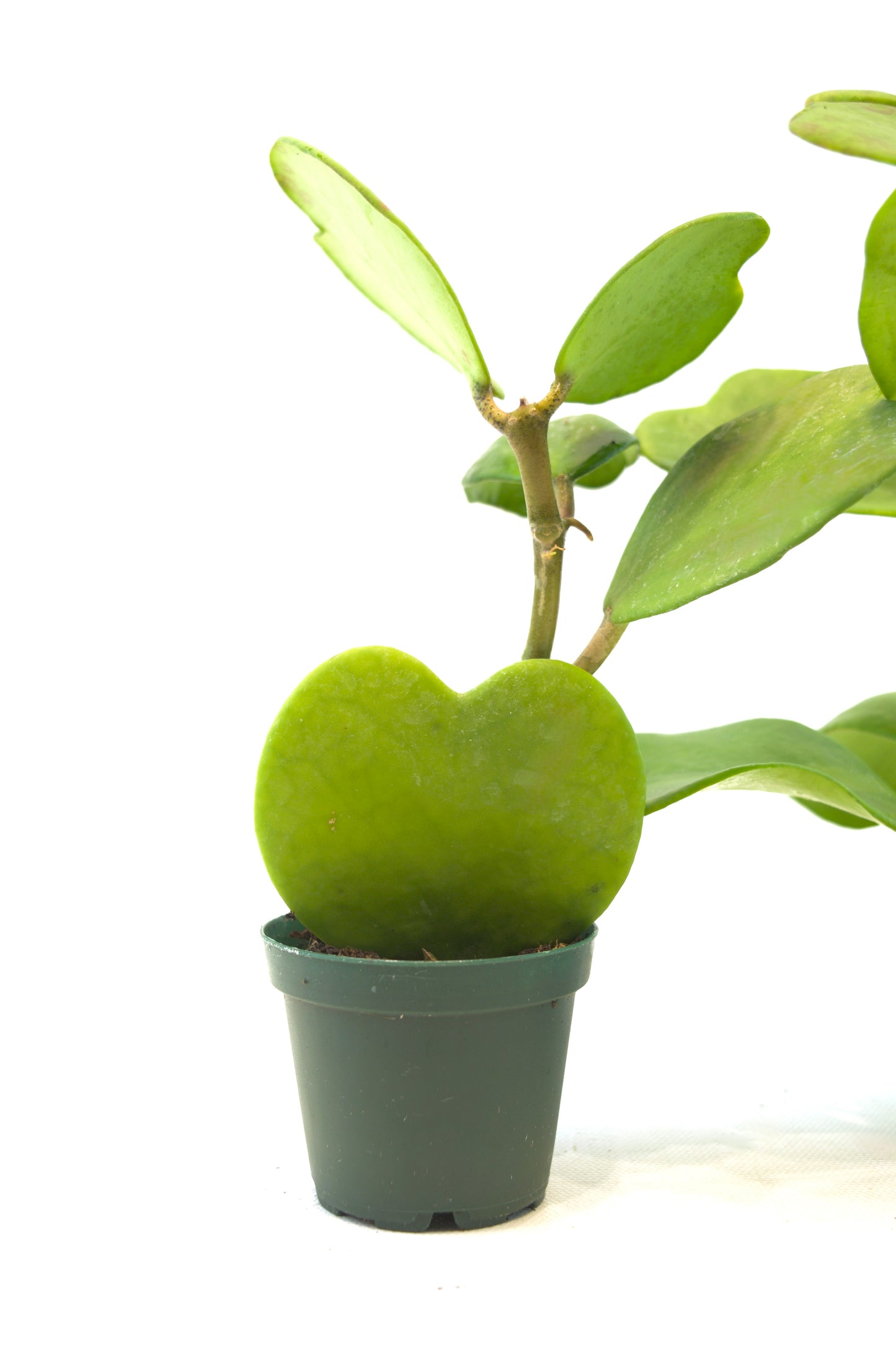 Vined Hoya Heart Kerri Succulent
