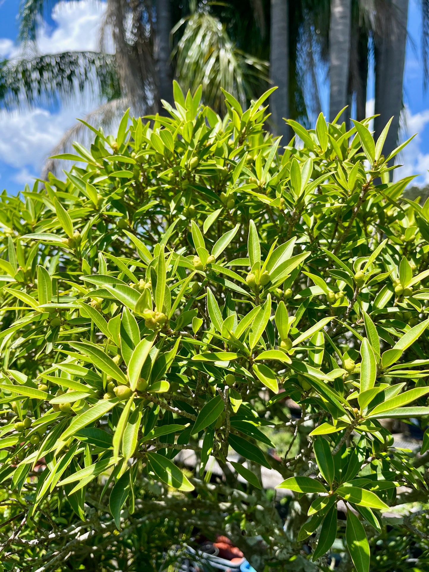 Willow Ficus Bonsai 35+ Years