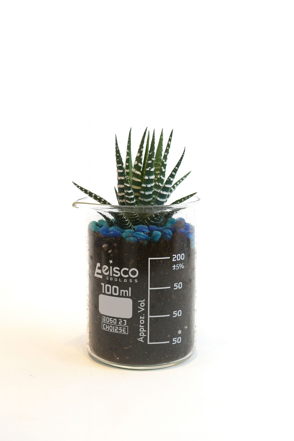 Leisco beaker with a plant and blue pebbles on a white background