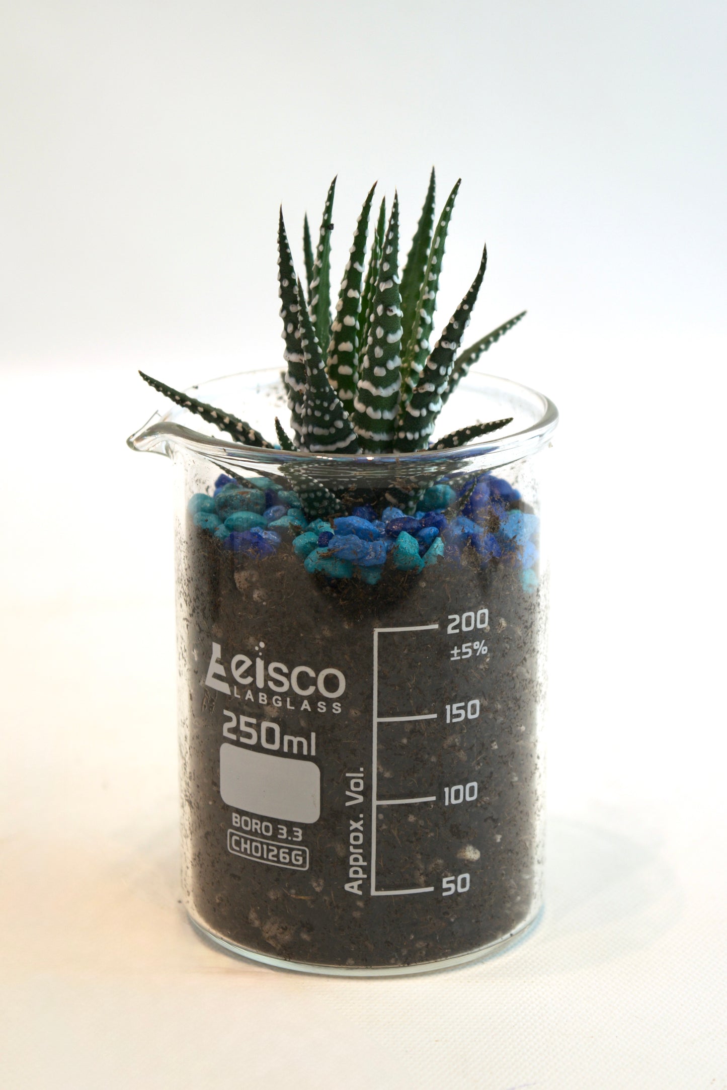 Cactus plant in a Leisco beaker on a white background