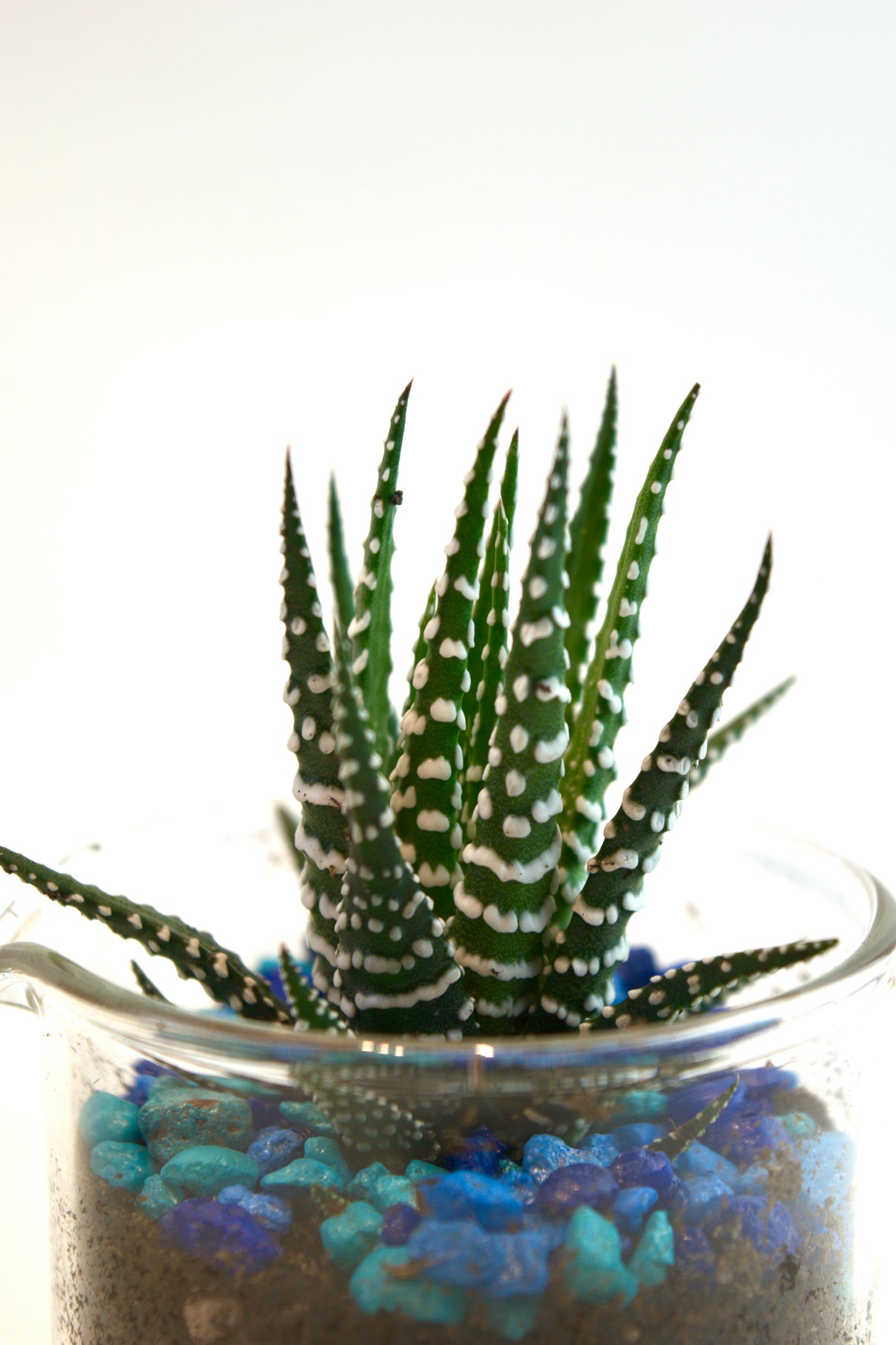 Zebra Haworthia Succulent Plant in 250mL Beaker