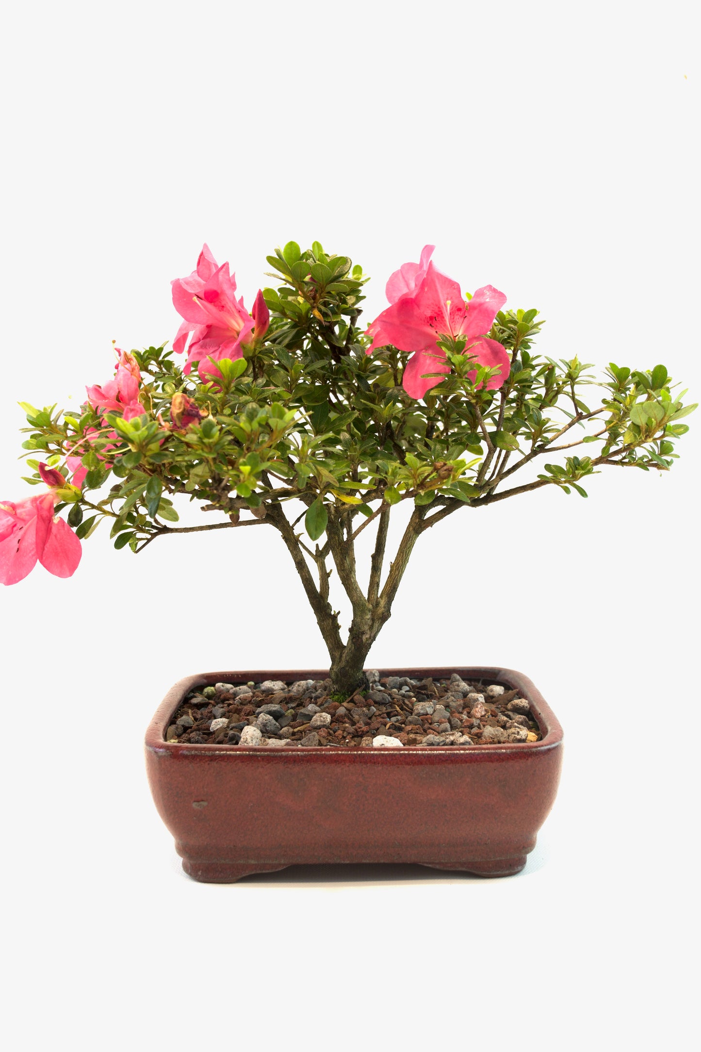 Chinzan AzaleaBonsai Ceramic 7" Pot - One of a Kind Bonsai