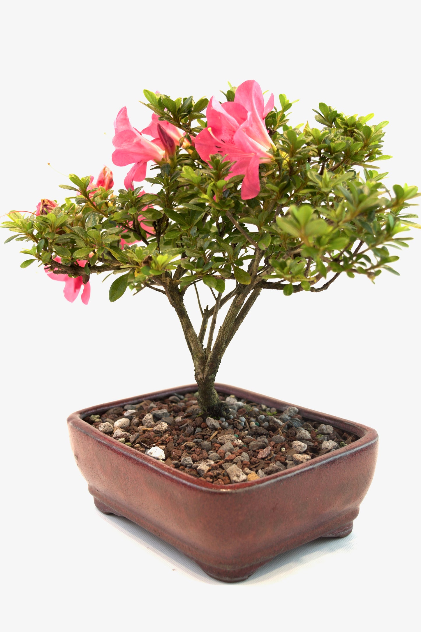 Chinzan AzaleaBonsai Ceramic 7" Pot - One of a Kind Bonsai