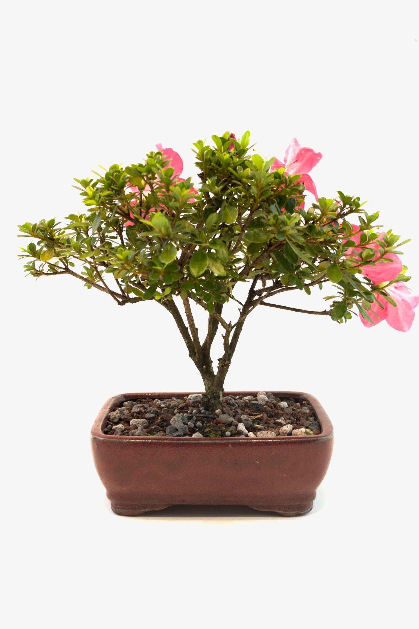 Chinzan AzaleaBonsai Ceramic 7" Pot - One of a Kind Bonsai
