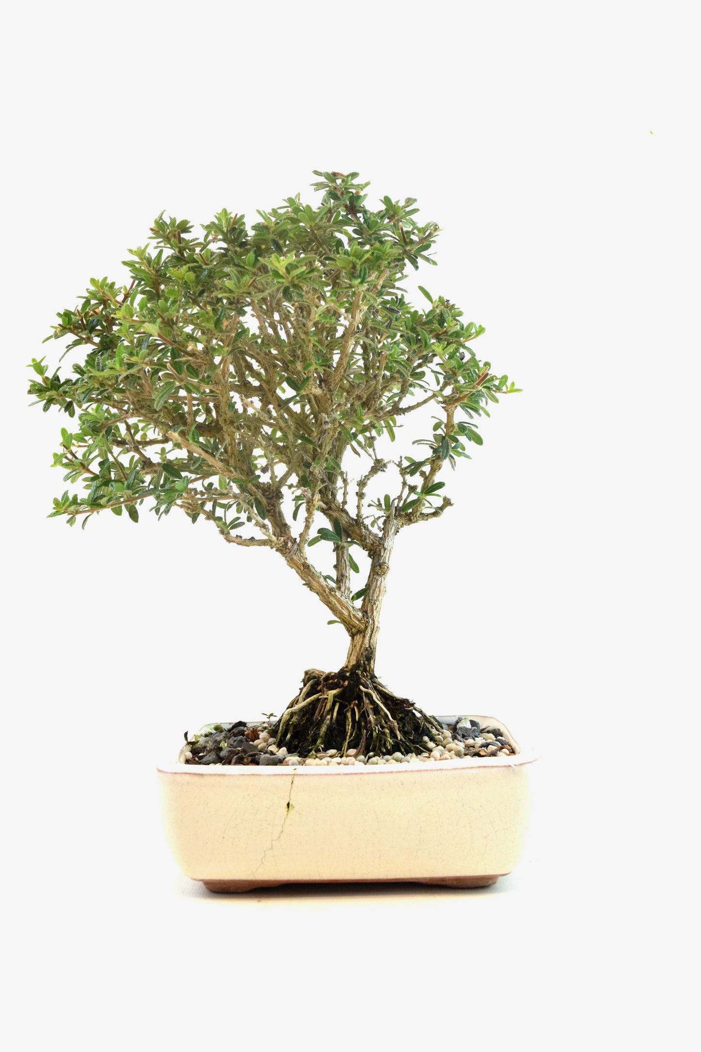 Rare Bahama Berry Bonsai Tree in 6" Ceramic Pot - One of a Kind Bonsai
