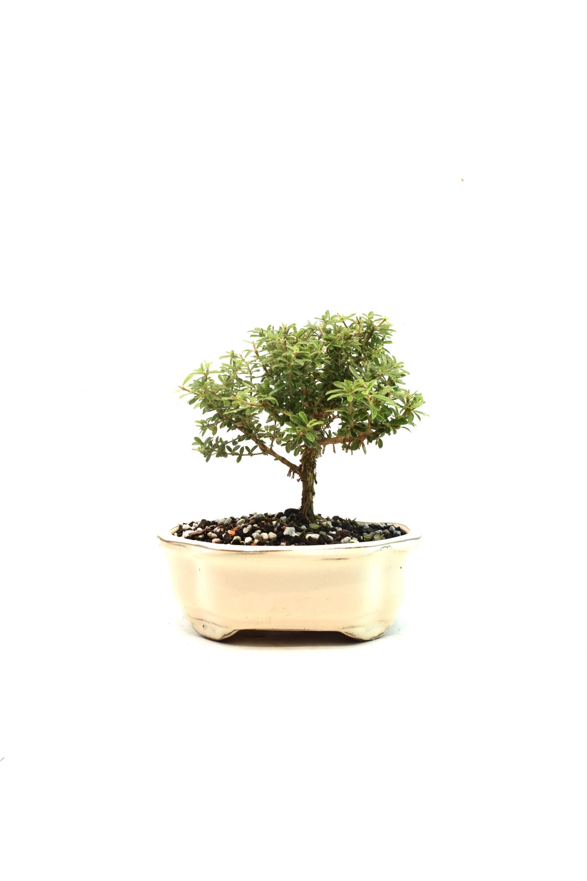 Rare Bahama Berry Bonsai Tree in 7" Ceramic Pot - One of a Kind Bonsai
