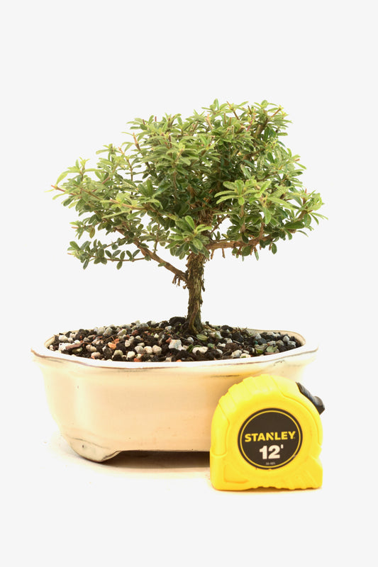 Rare Bahama Berry Bonsai Tree in 7" Ceramic Pot - One of a Kind Bonsai