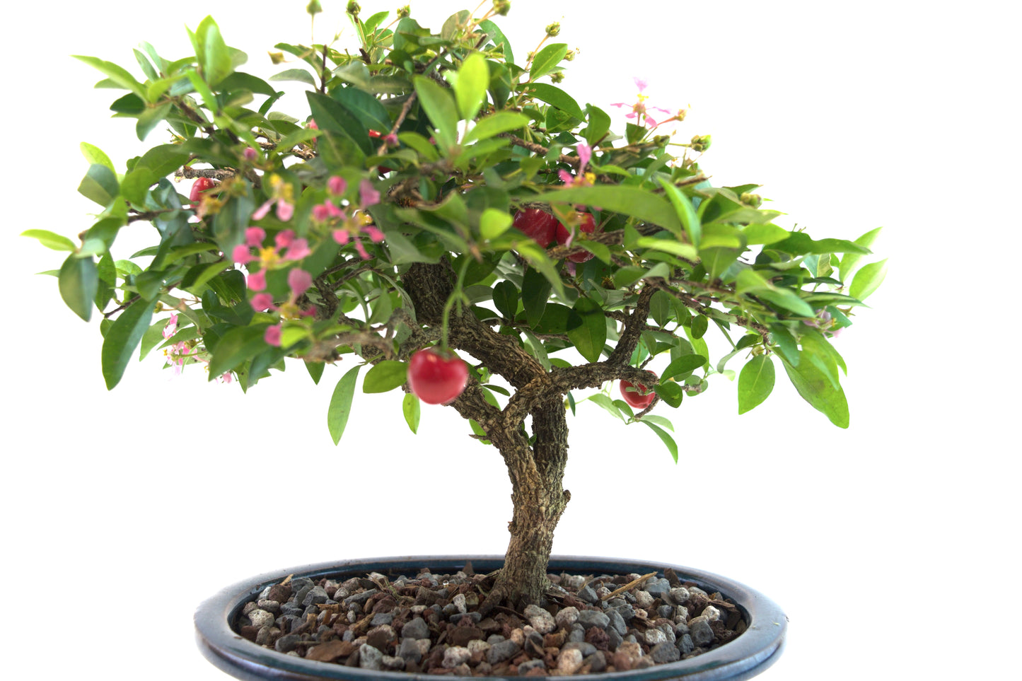 Barbados Cherry Bonsai Ceramic 7.5" Pot - One of a Kind Bonsai
