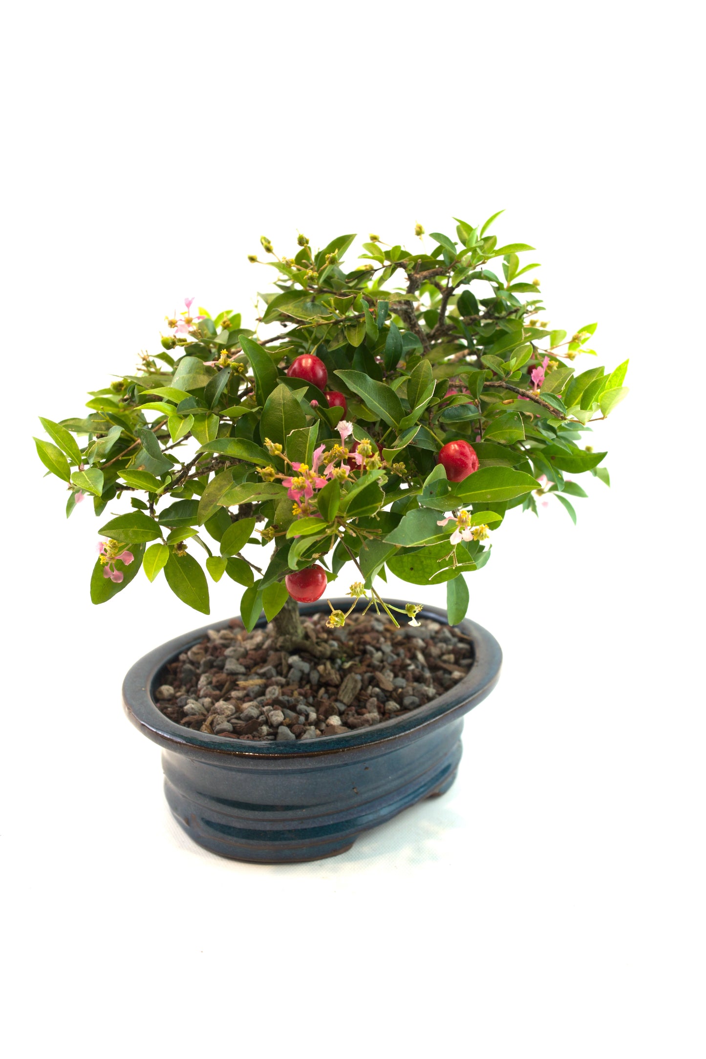 Barbados Cherry Bonsai Ceramic 7.5" Pot - One of a Kind Bonsai