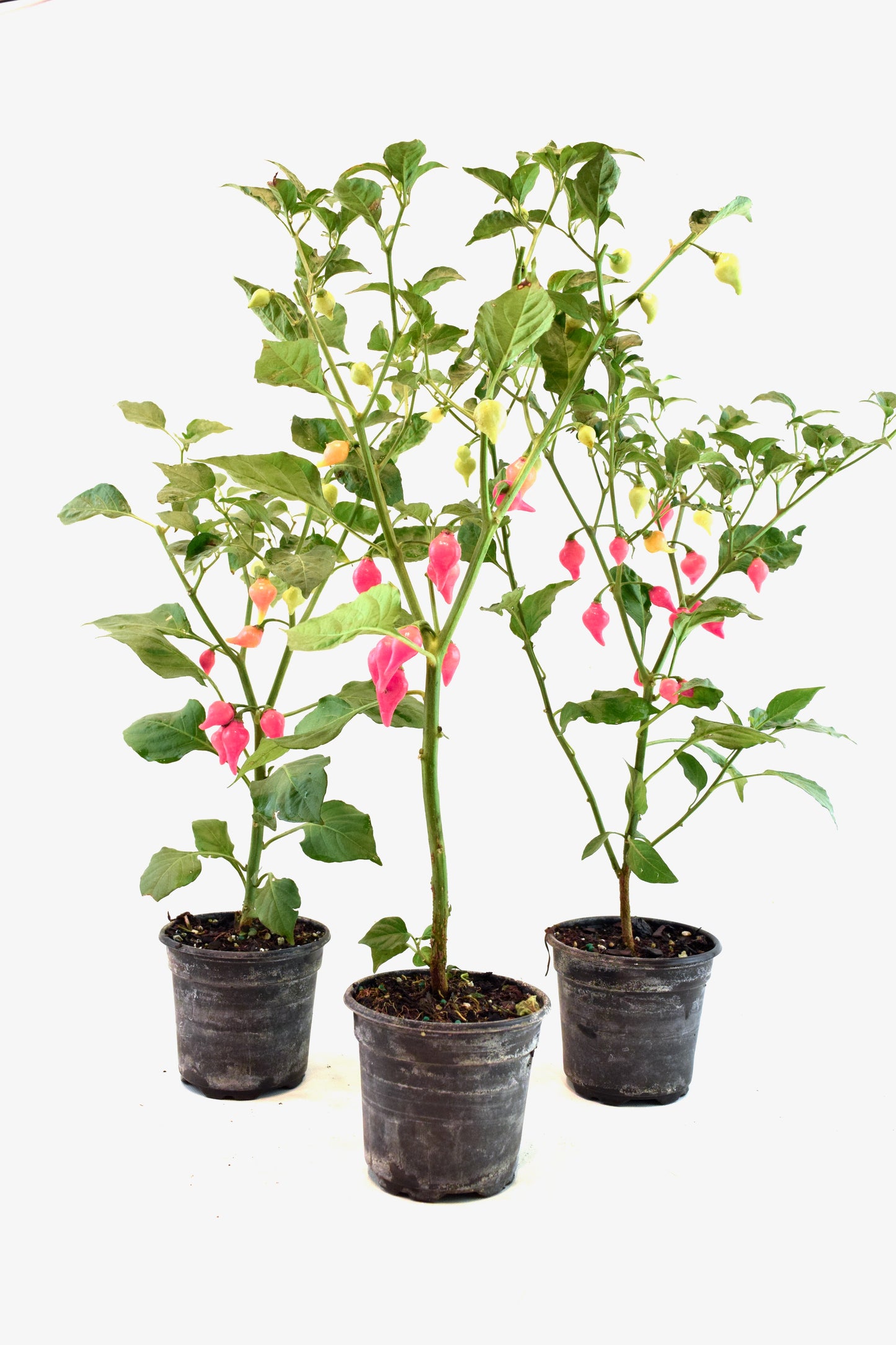 Biquinho Pepper Plant – 4" Pot | Colorful Edible Pepper