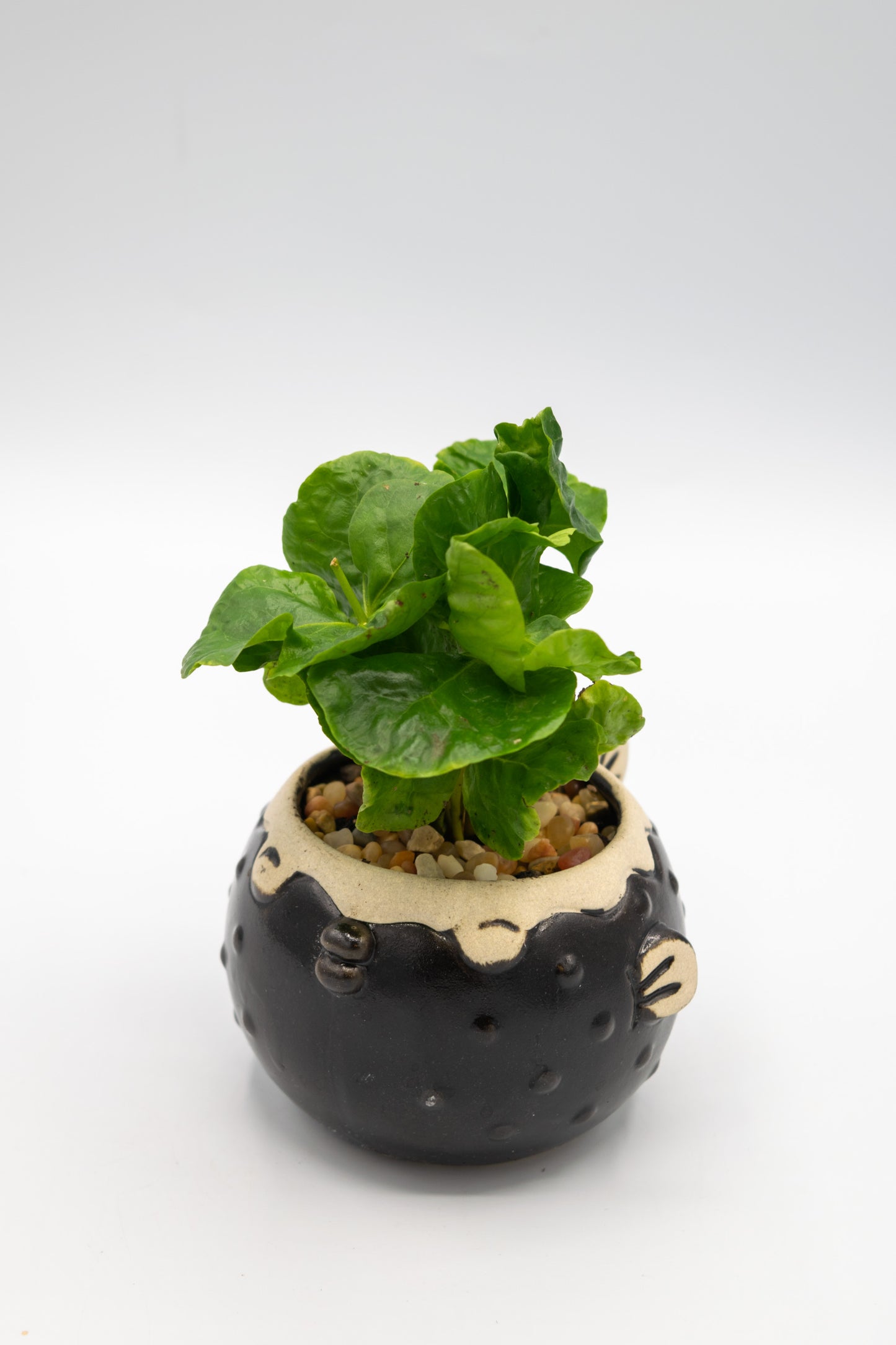 Blowfish Small Planter