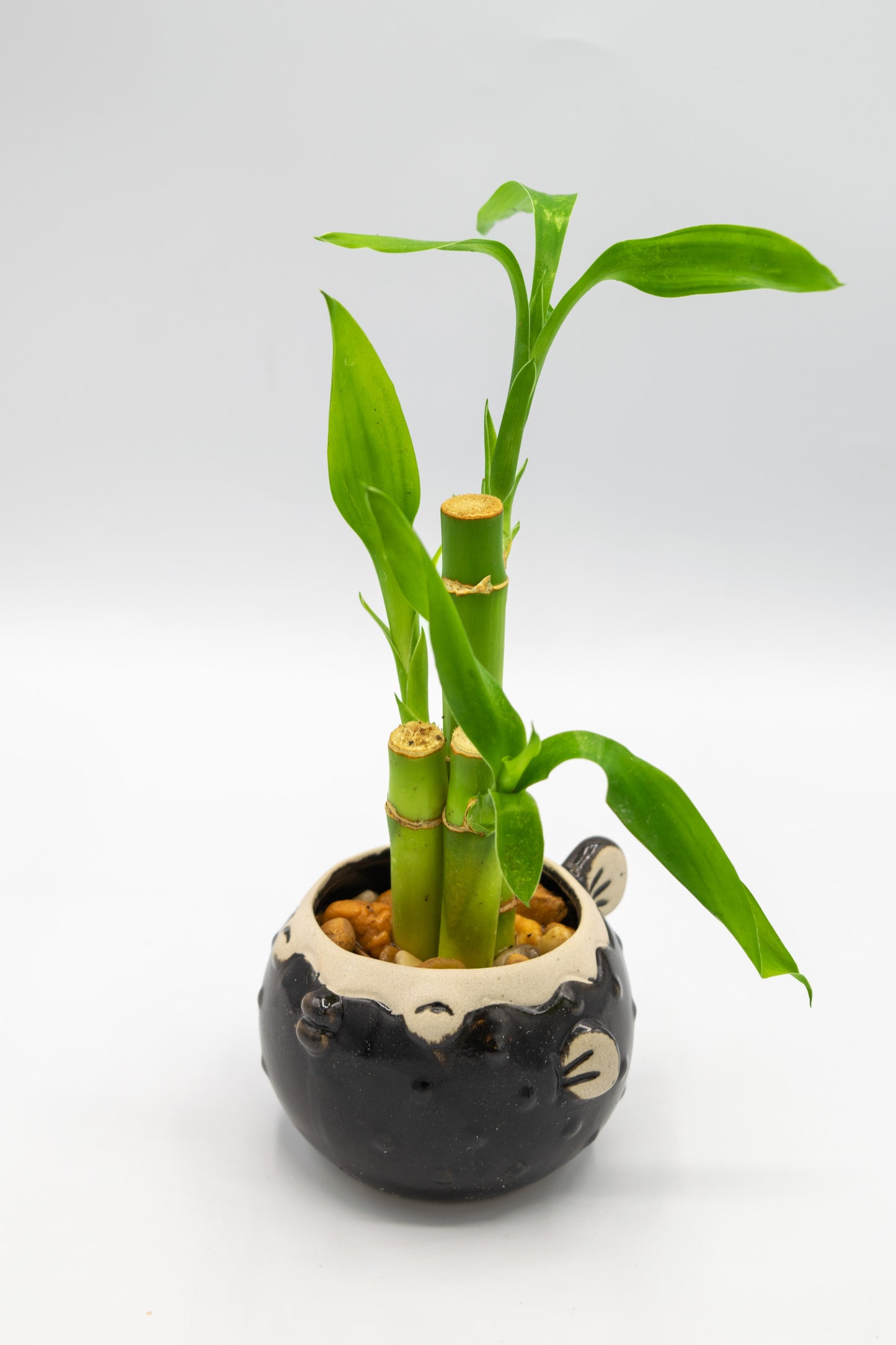 Blowfish Small Planter