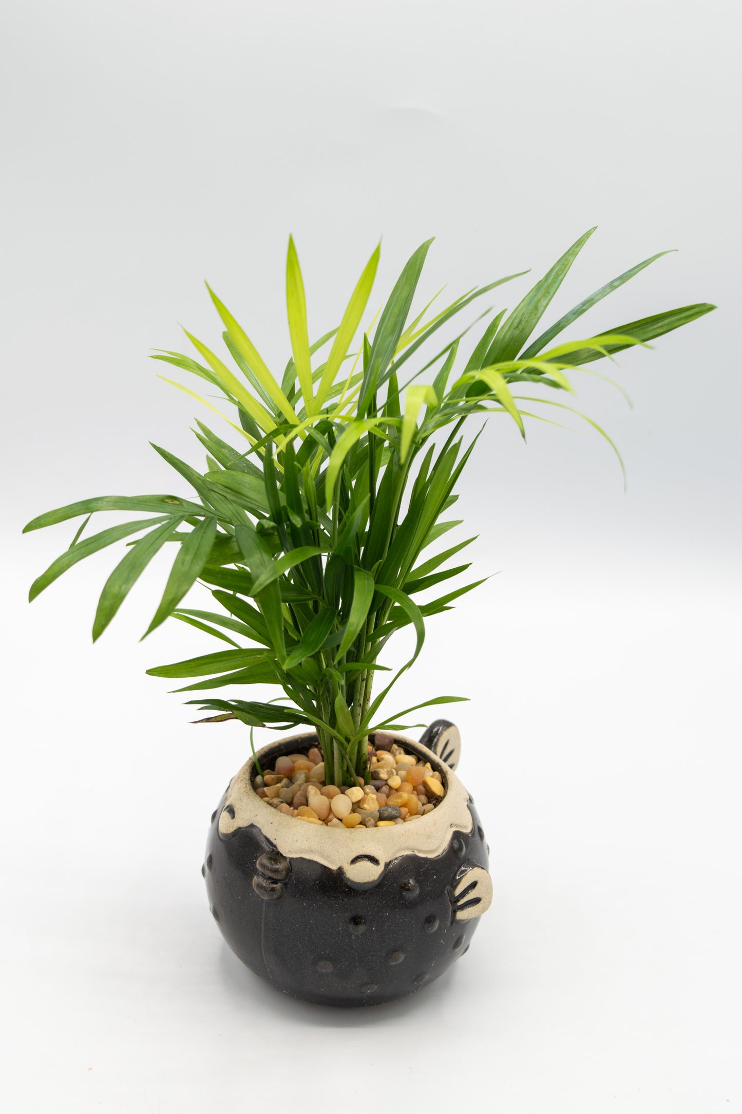 Blowfish Small Planter