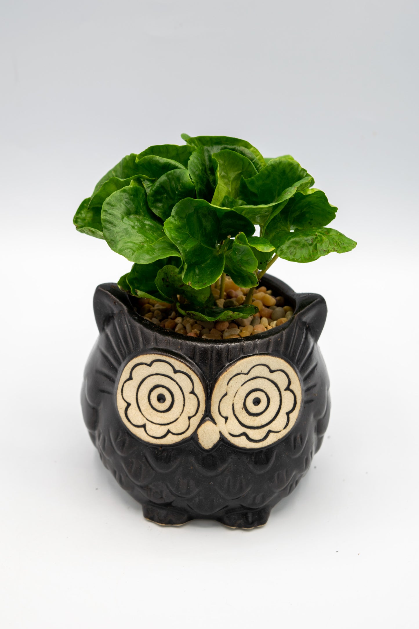 Owl Large Planter