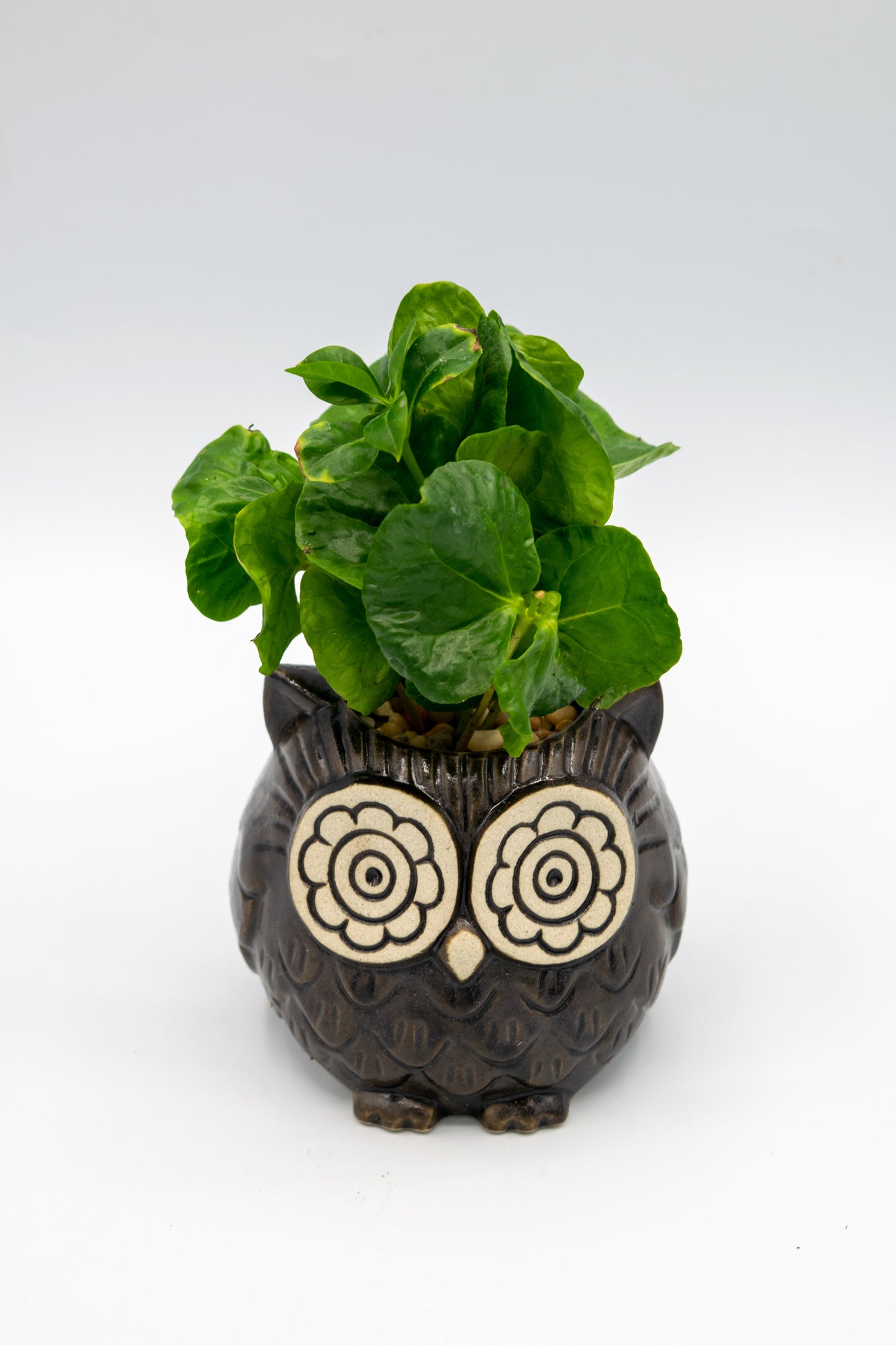 Owl Small Planter