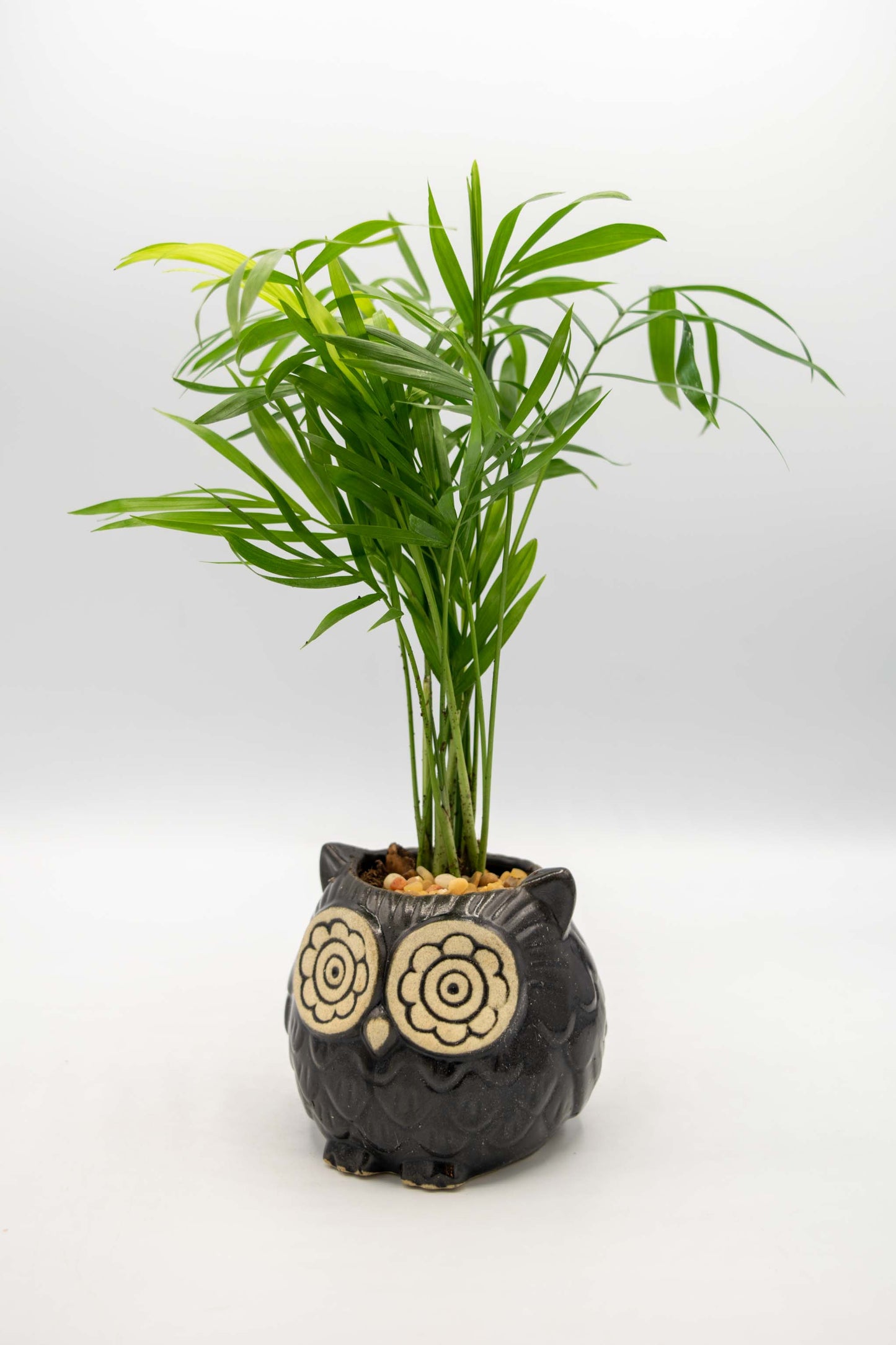 Owl Small Planter