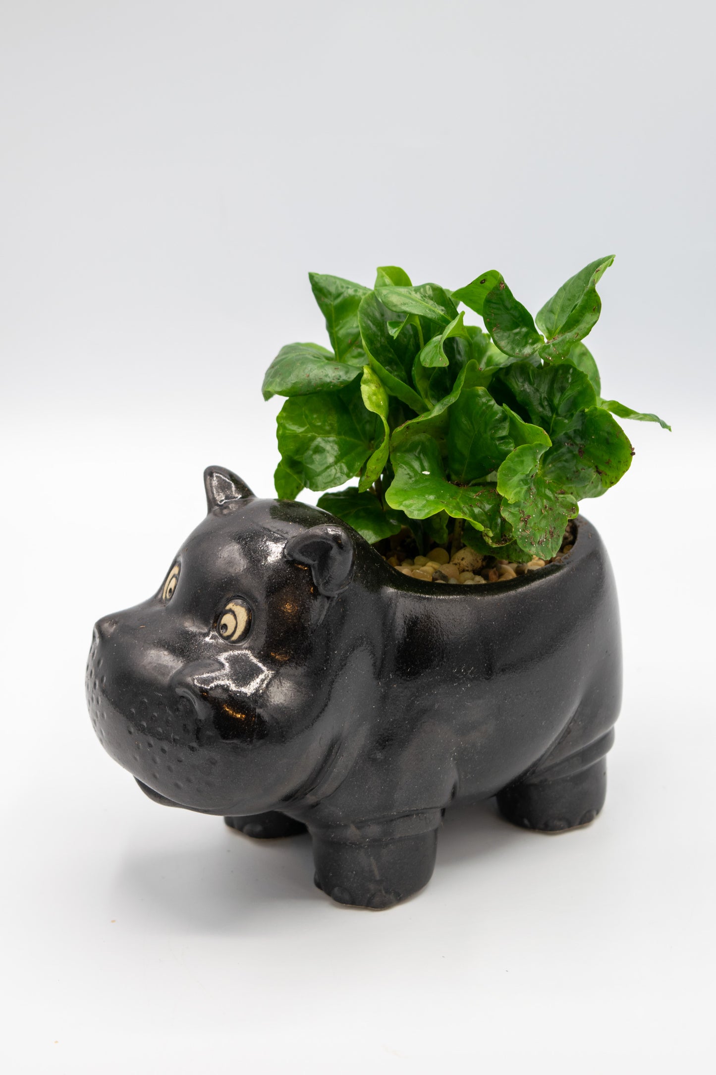 Hippo Large Planter