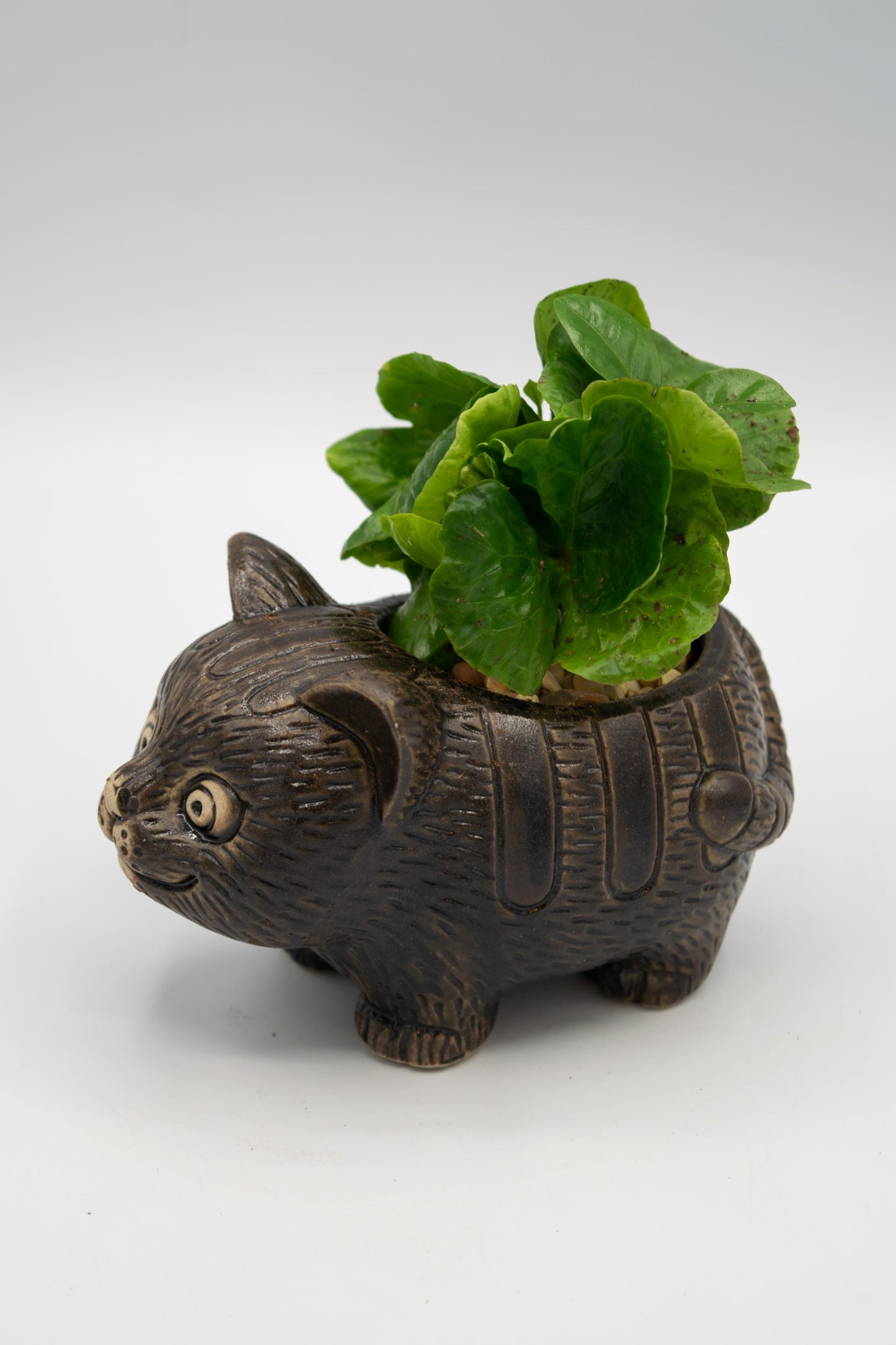 Cat Planter