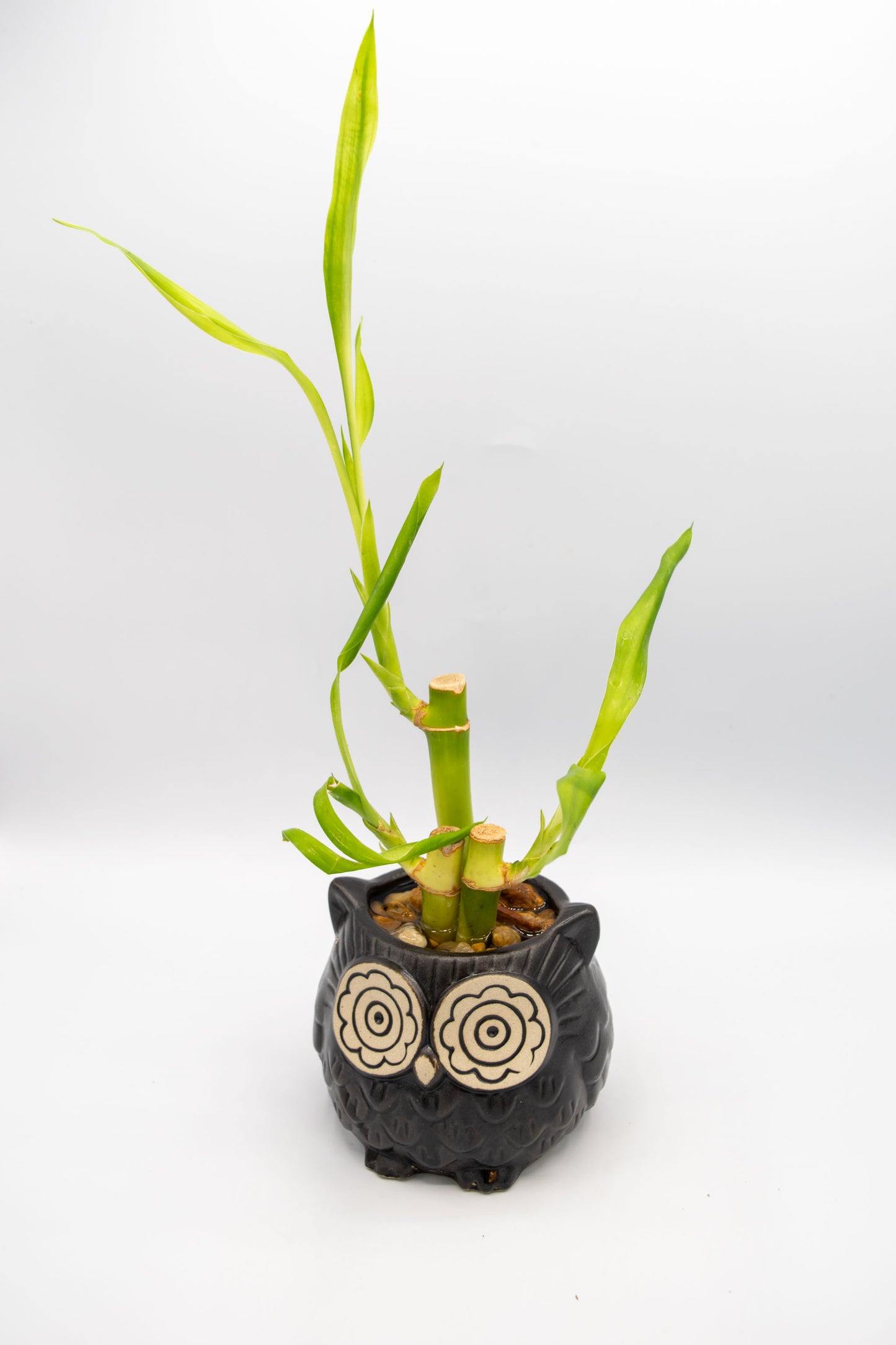 Owl Large Planter