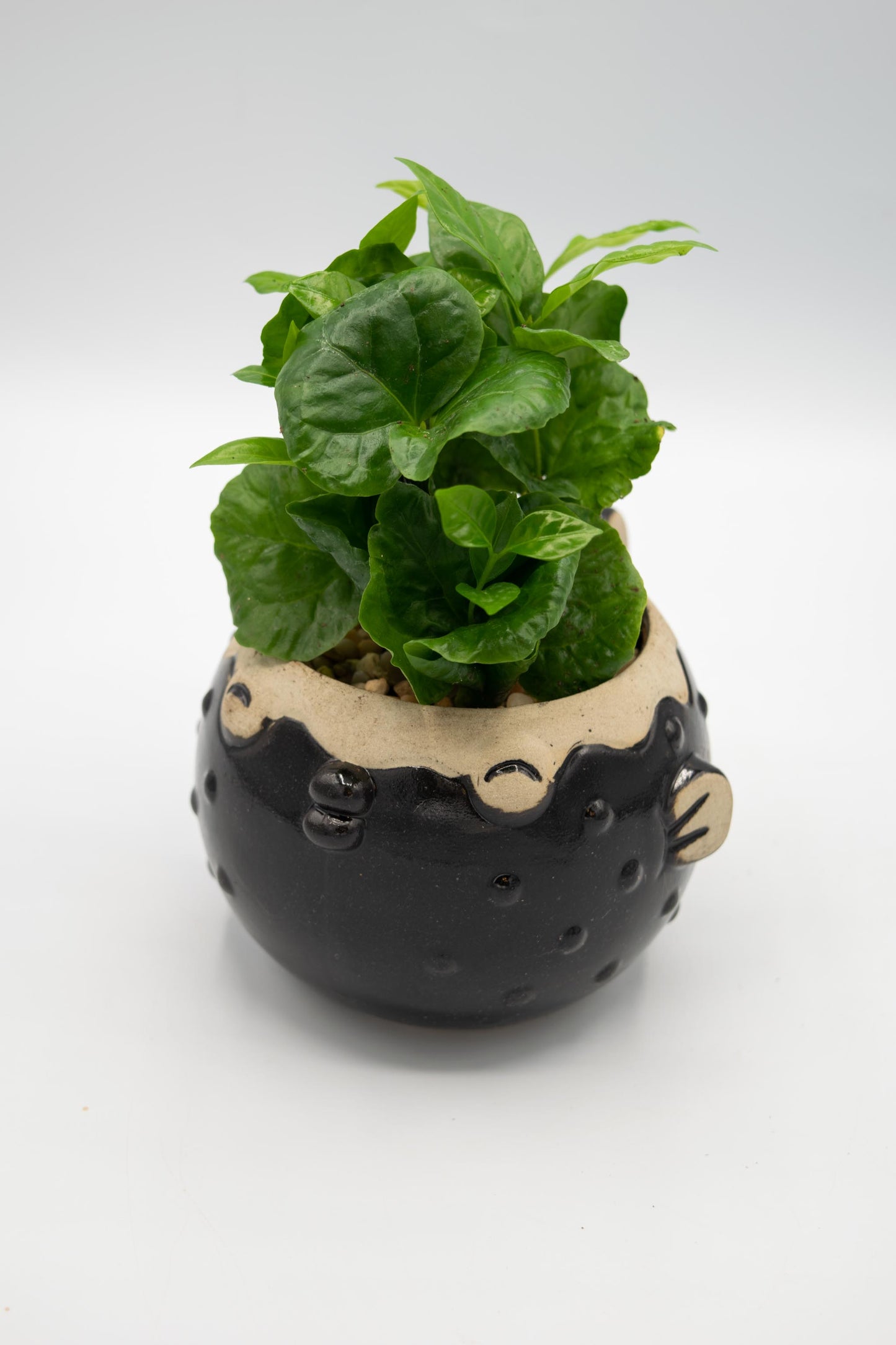 Blowfish Large Planter
