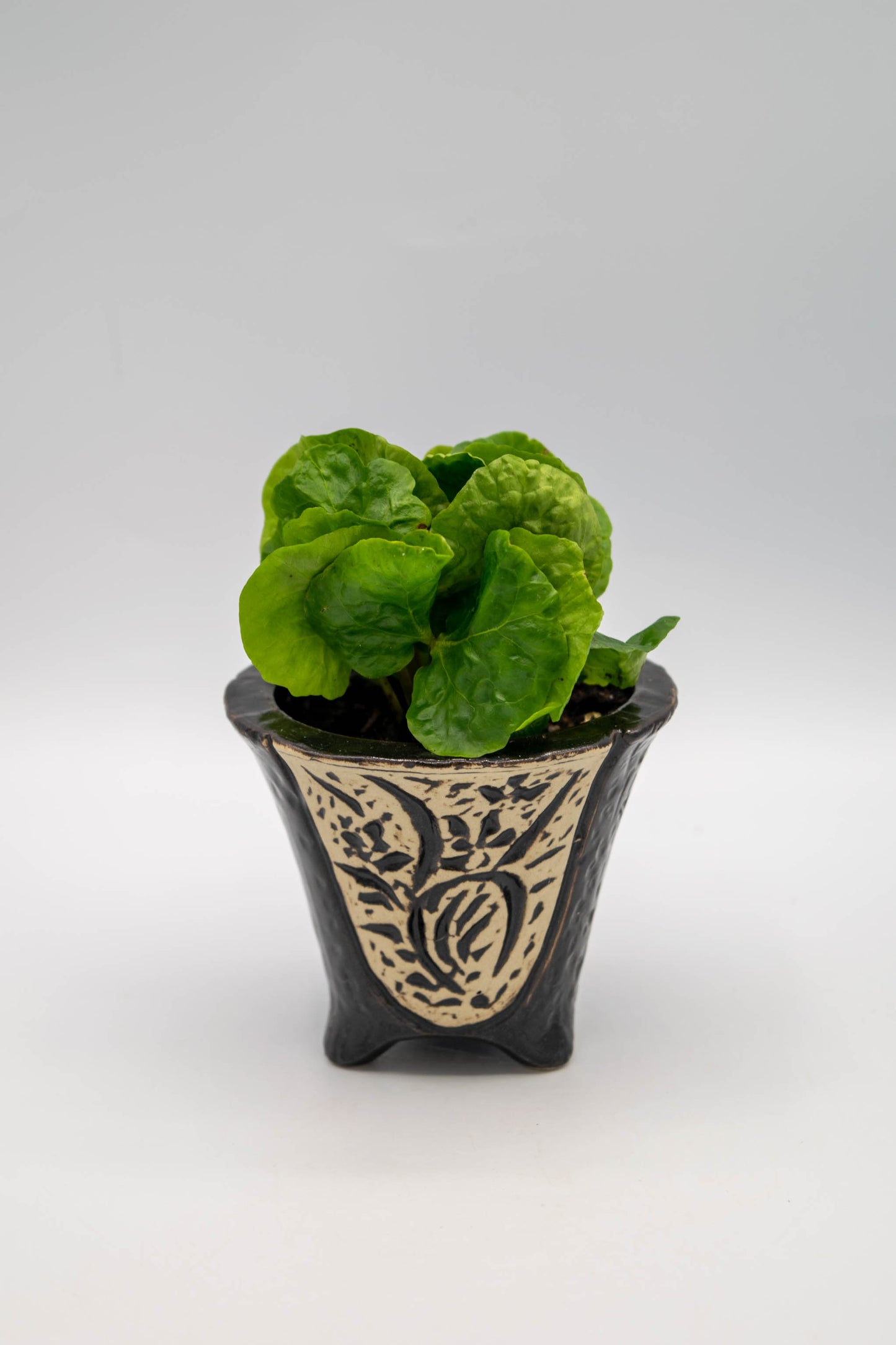 Orchid Planter
