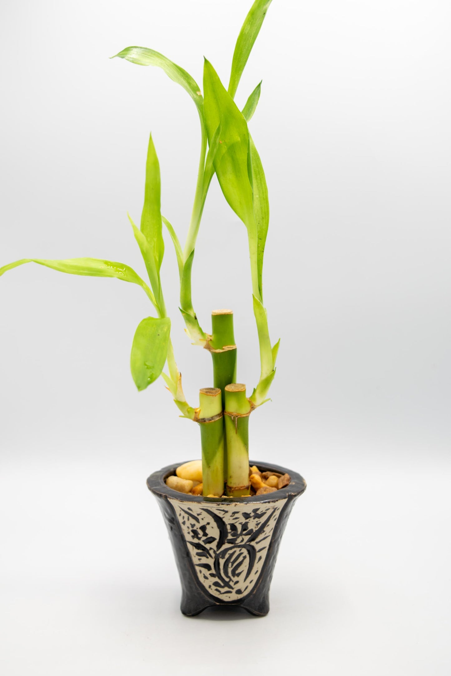 Orchid Planter